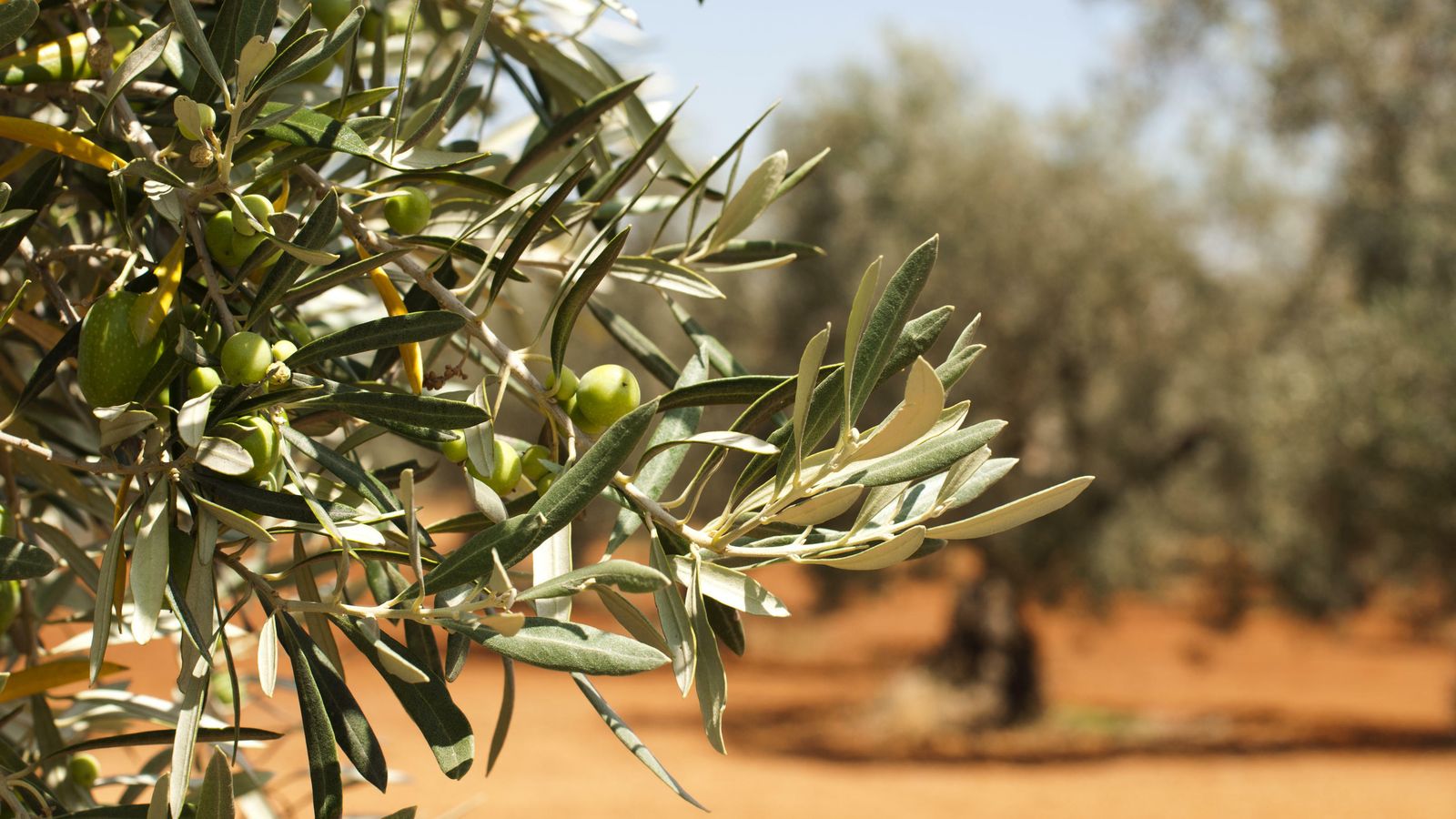 El olivar granadino, en peligro.
