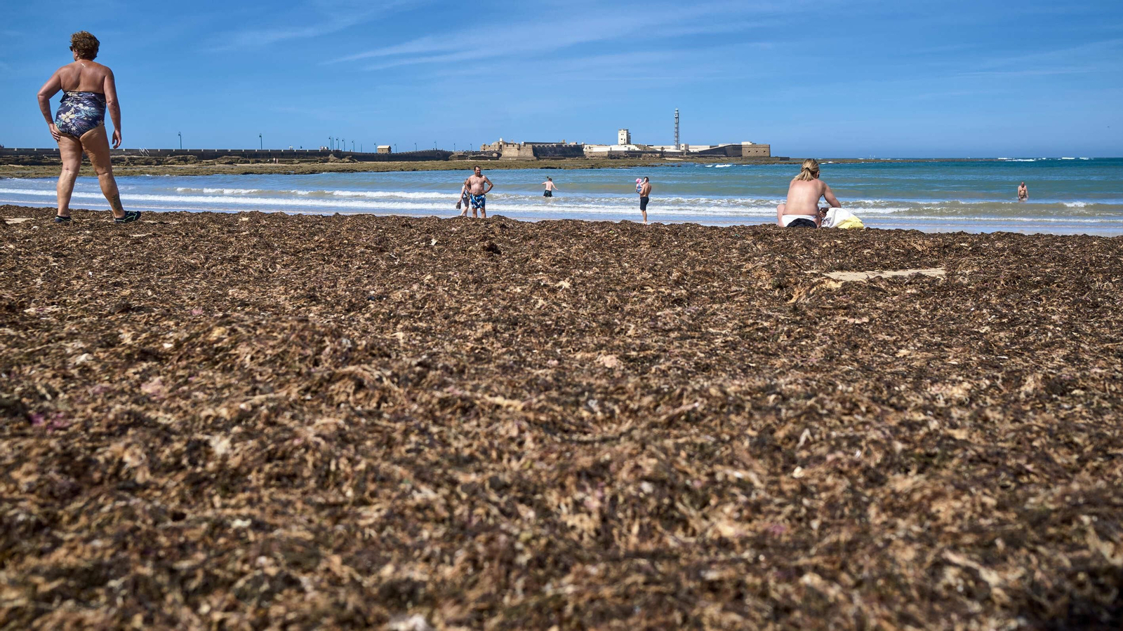 Imágenes: La orilla de la playa de La Caleta, cubierta de algas