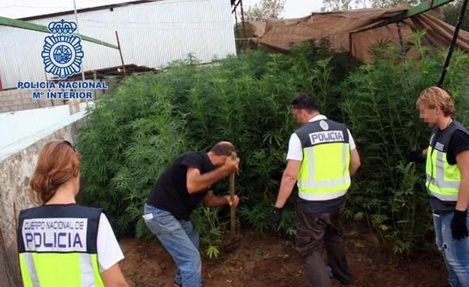 Desmantelada una plantación de marihuana en La Puebla del Río