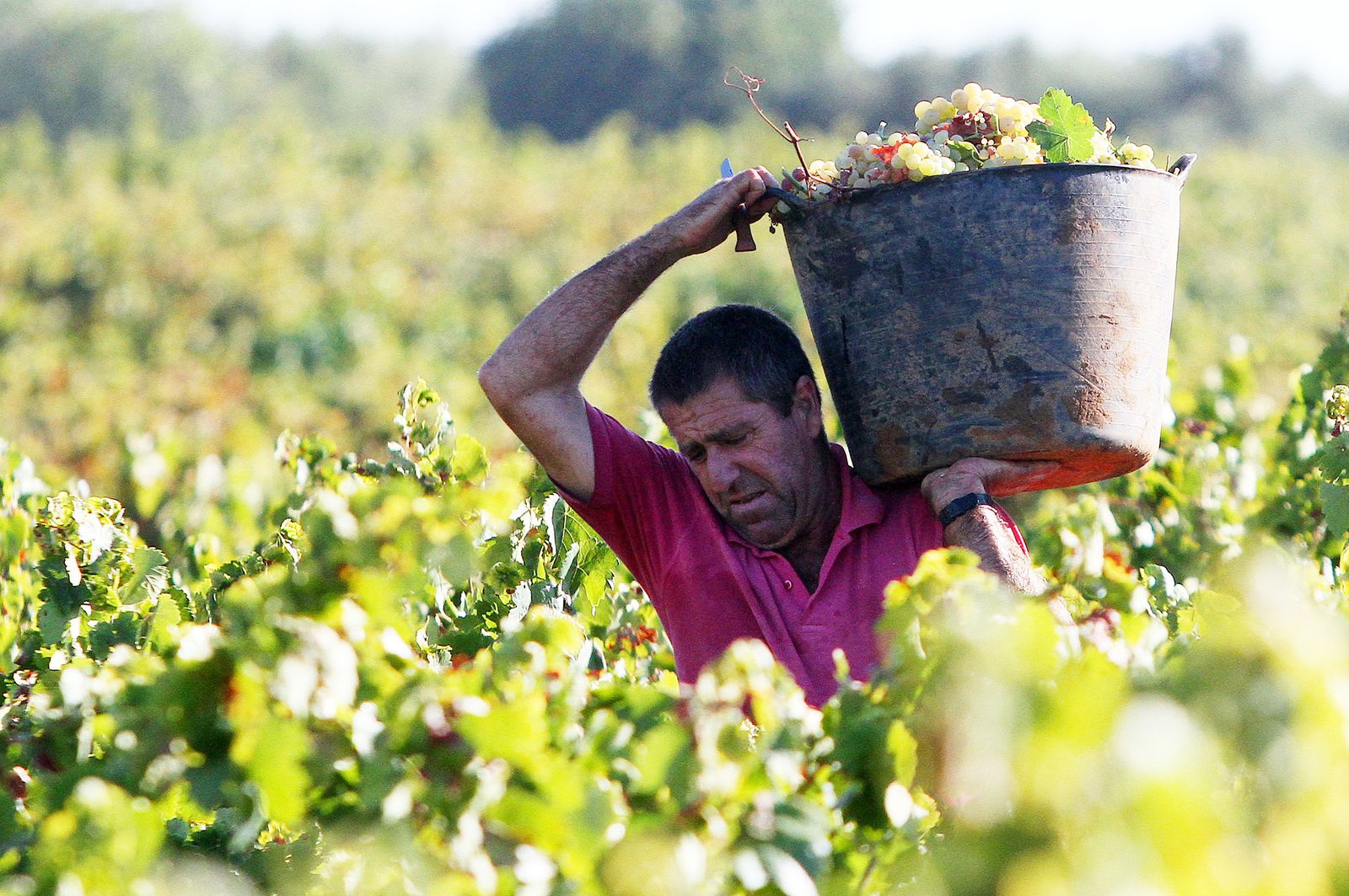 Imágenes de la vendimia en el Condado de Huelva.