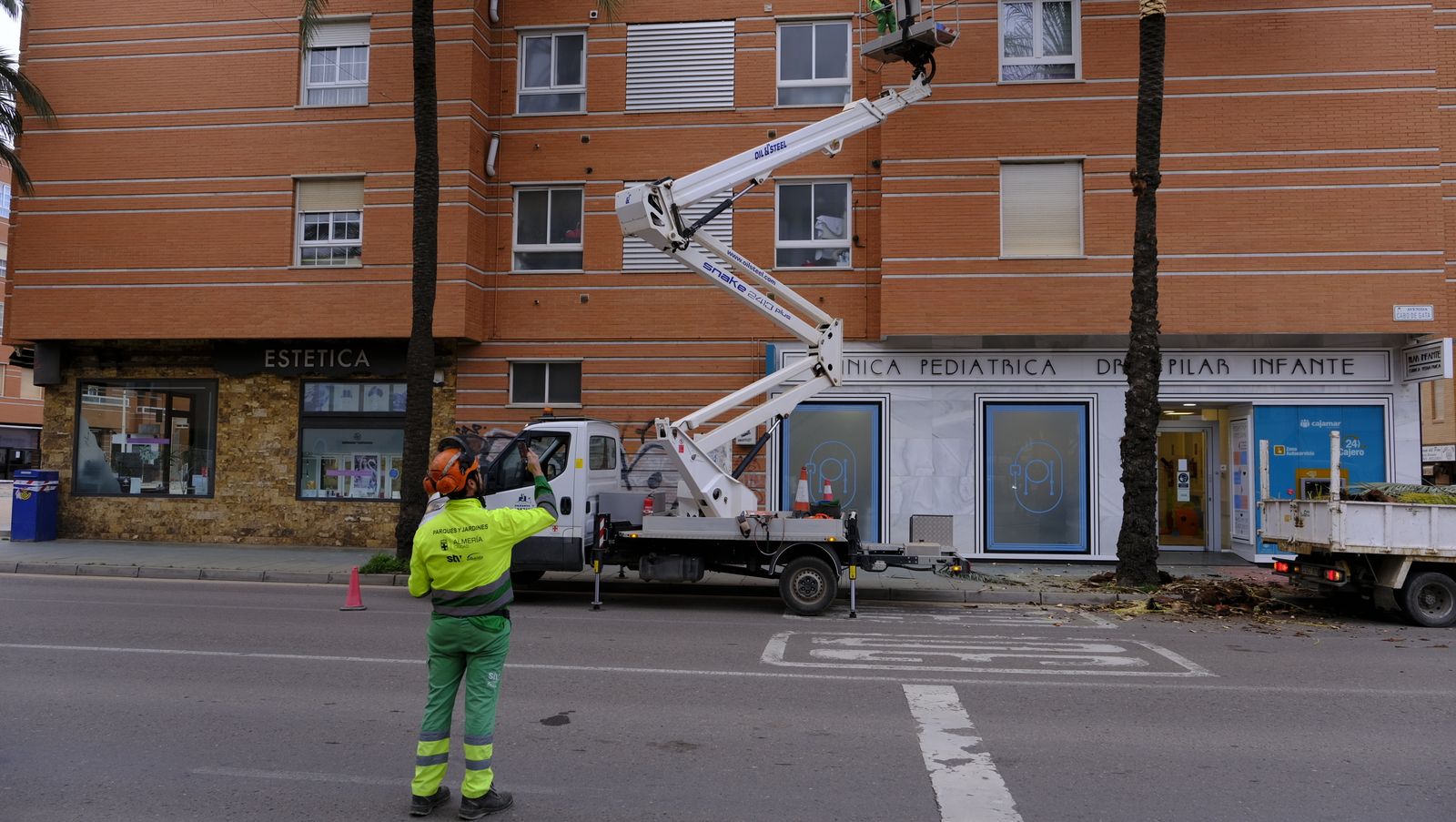 Fotogalería de la poda e inspección de las palmeras de la Avenida Cabo de Gata. Almería.