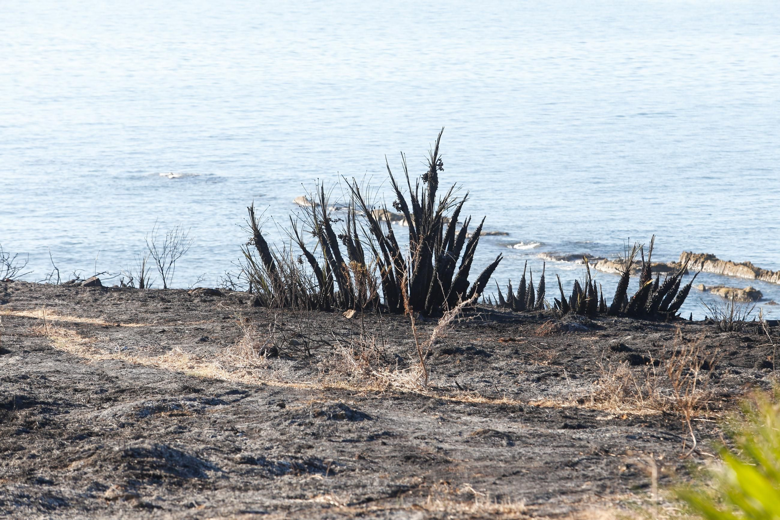 Daños en el Parque Centenario de Algeciras tras el incendio nocturno, en imágenes