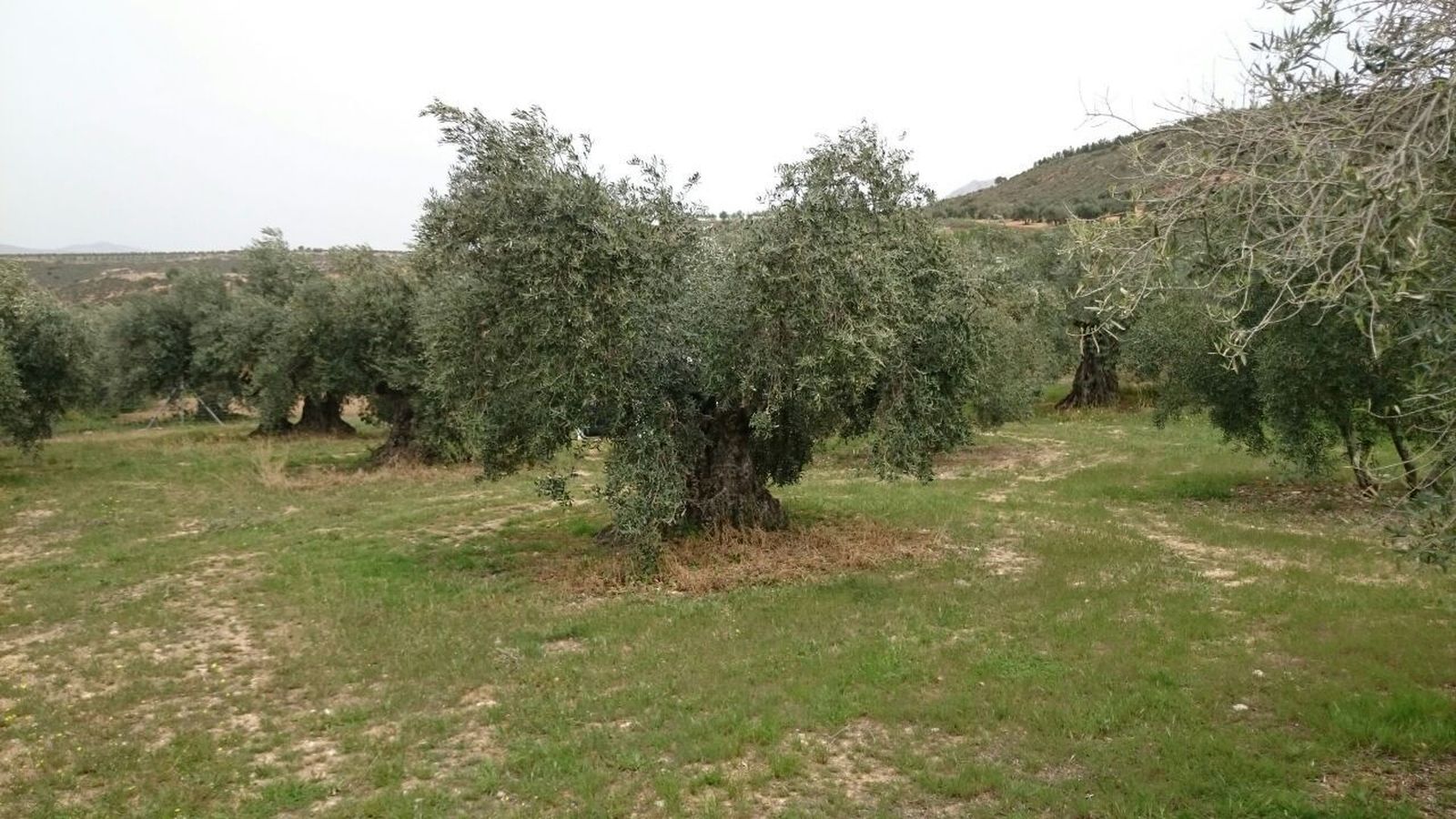 Este proyecto podría hacerse realidad en las próximas semanas, según indicó el director de Unica Fresh.