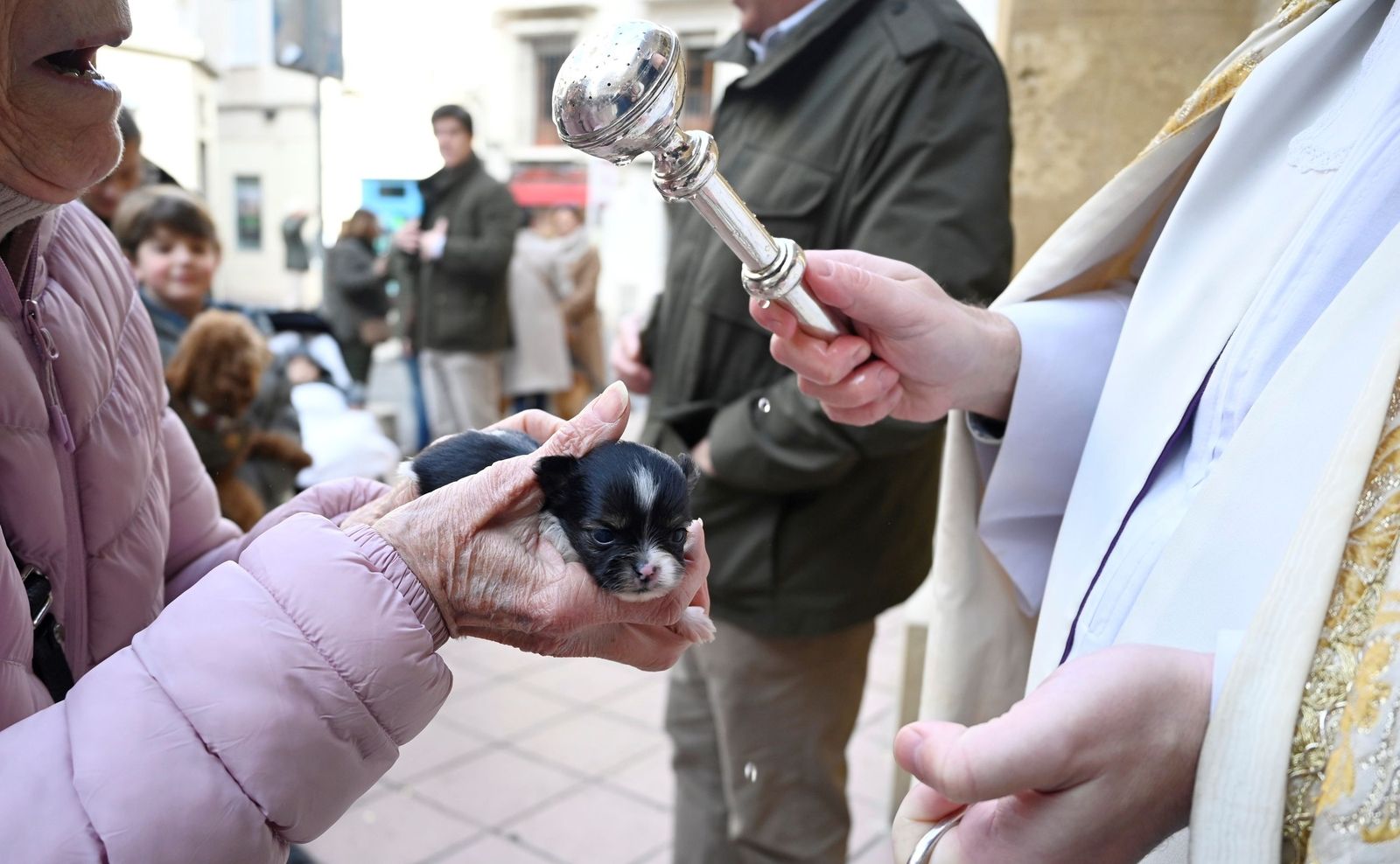 La bendición de animales por San Antón en Córdoba