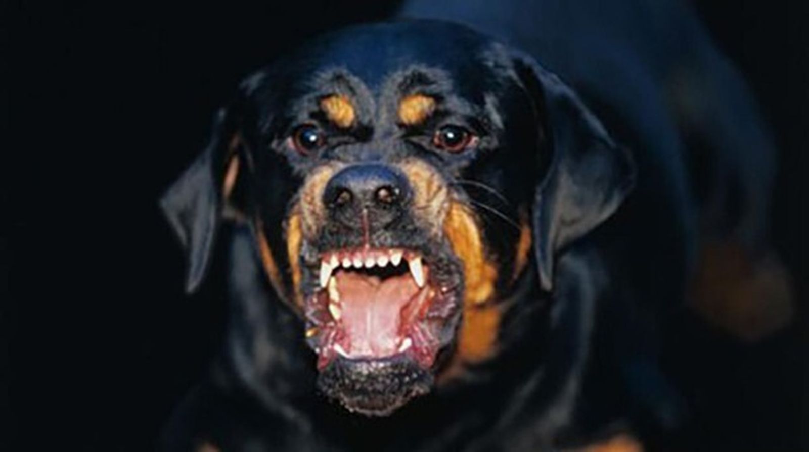Un Rottweiler