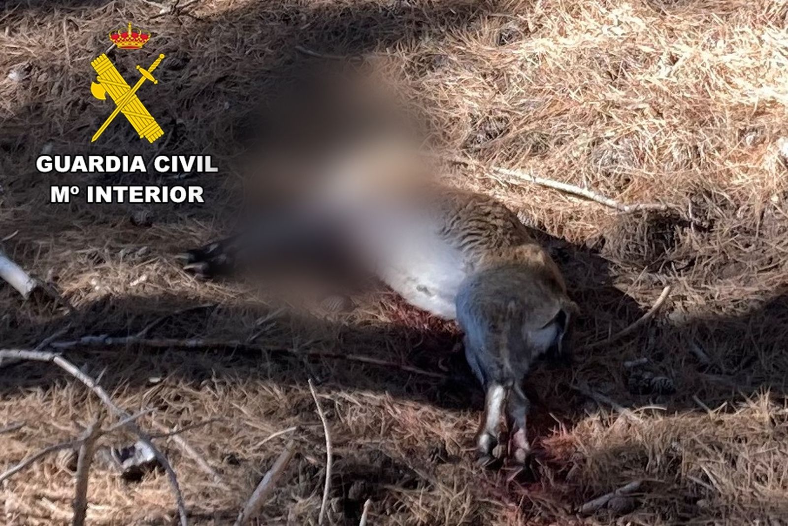 Macho de cabra montés decapitado.