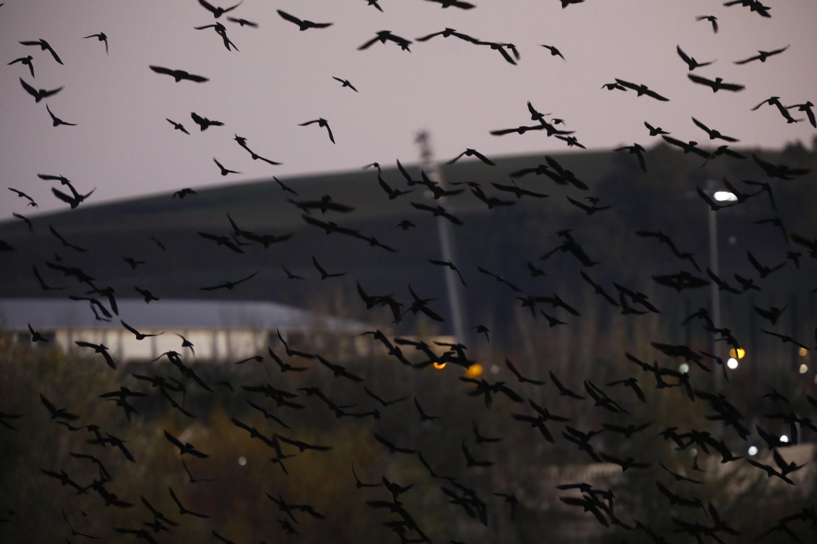 Las aves que habitan en Los Sotos de la Albolafia de Córdoba, en fotografías