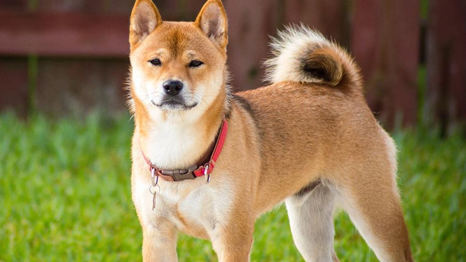 Akita inu Akita inu