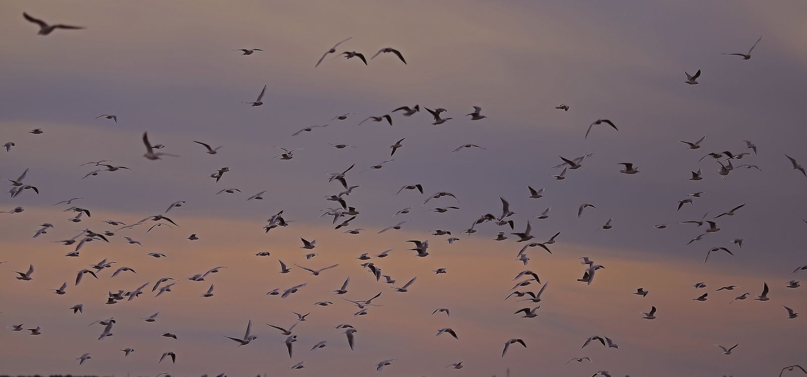 Paraje natural Marismas del Odiel, paraíso de Huelva entre salinas