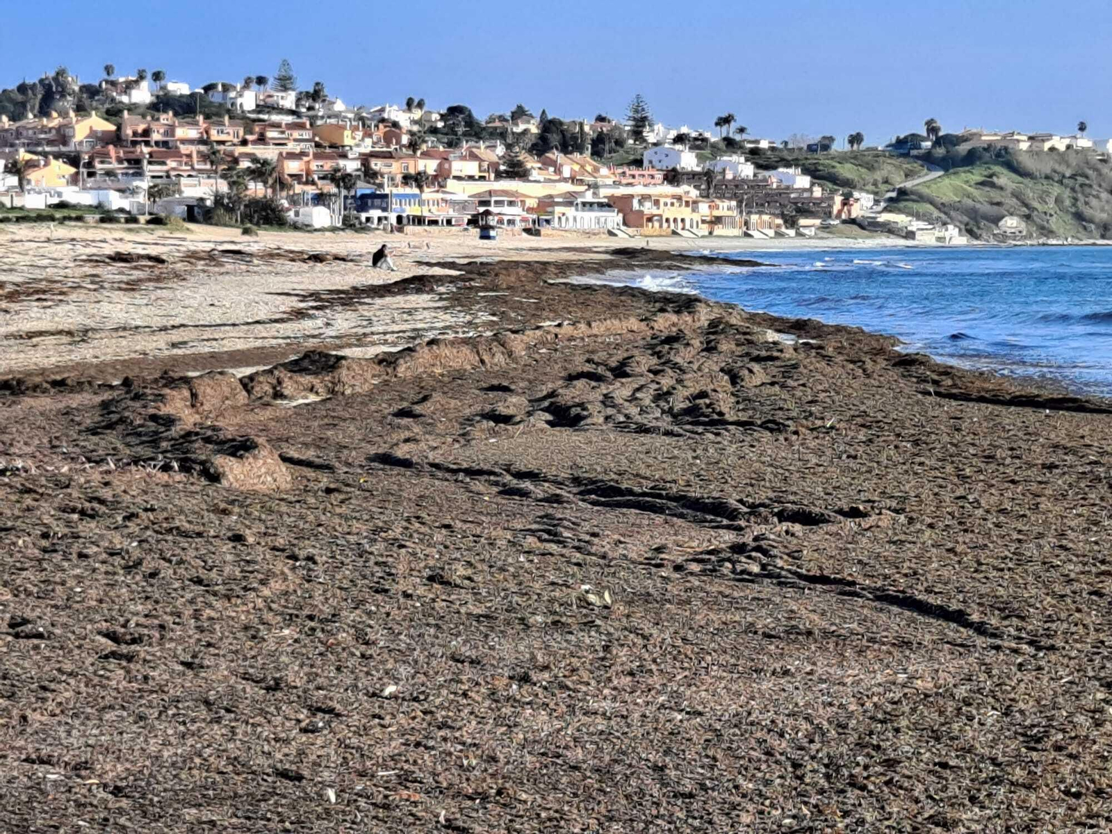 El alga invasora cubre de nuevo la playa de Getares en Algeciras