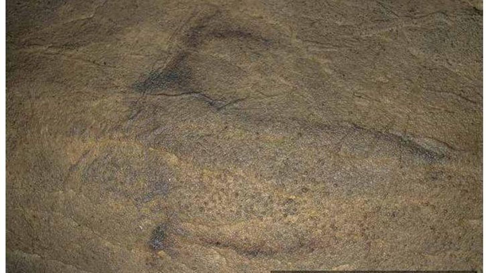 Cabra negra, cueva del Morrón. Cabra negra, cueva del Morrón.