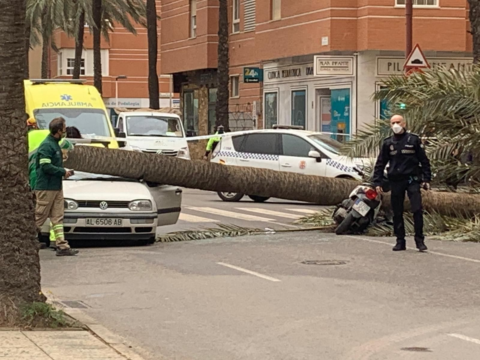Una palmera causa un brutal accidente en Almería