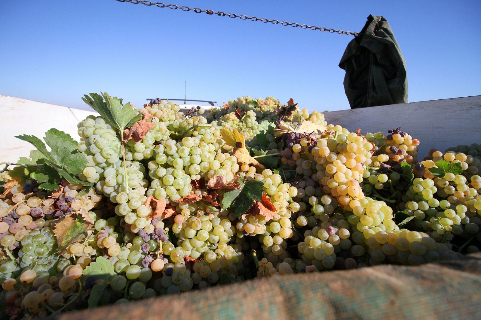 Imágenes de la vendimia en el Condado de Huelva.