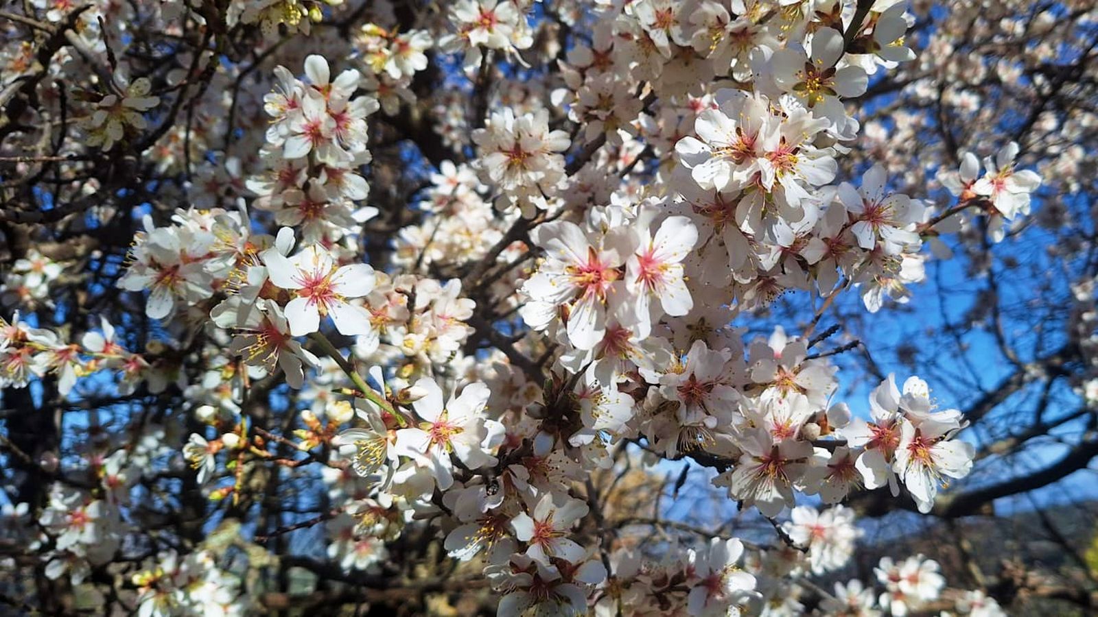 Los almendros en flor regalan un espectáculo para los sentidos estos días de primavera adelantada en las sierras y campos de Jaén.