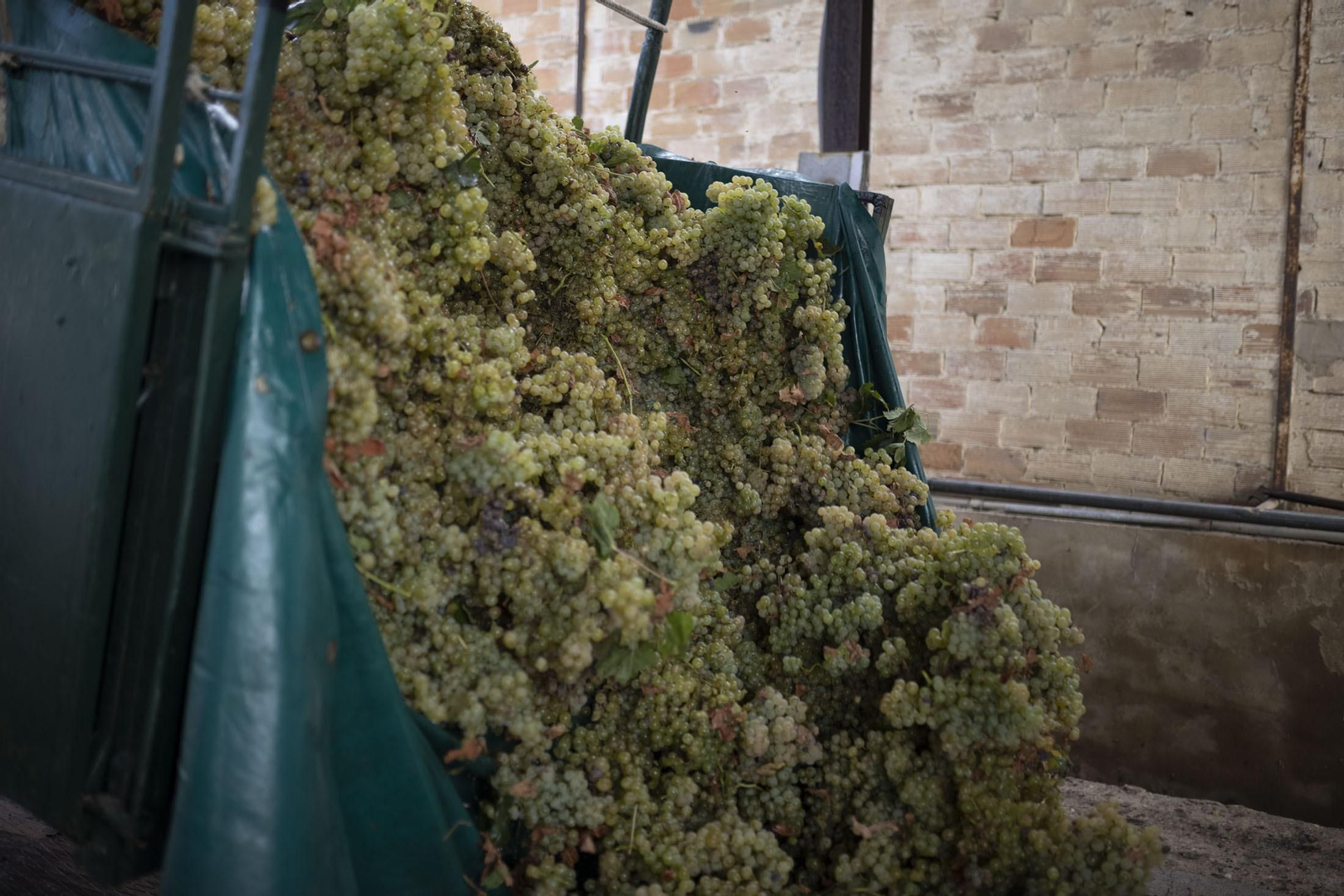 Imágenes de la vendimia en el Condado de Huelva