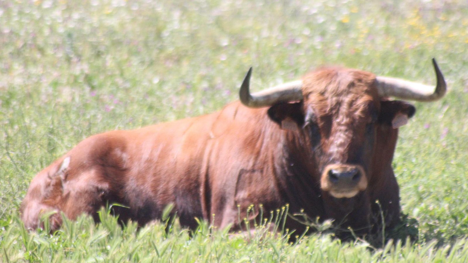 Ejemplar de Albarreal.