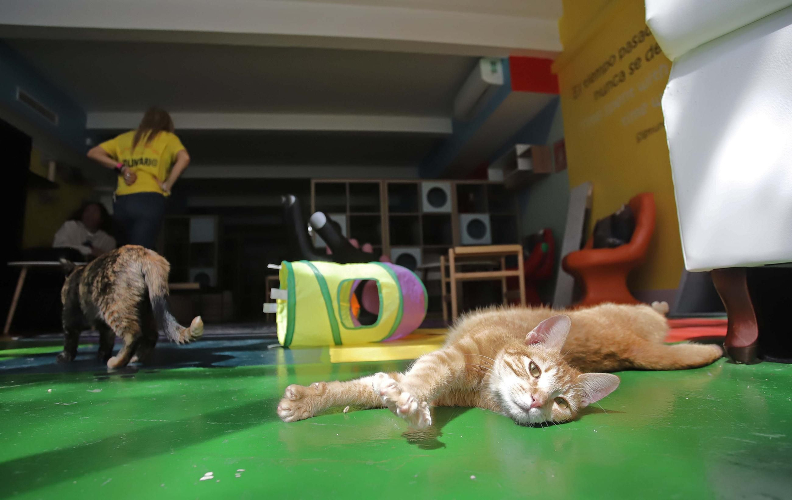 Fotos de Kitty Cat, la cafetería - refugio de gatos en La Línea