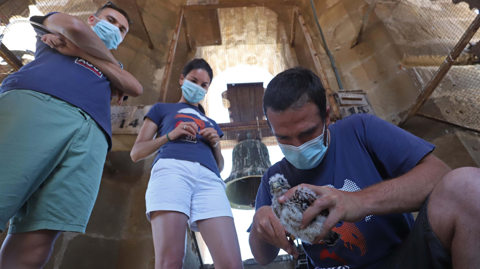 Anillamiento de cernícalos primilla del grupo Tumbabuey en Los Barrios