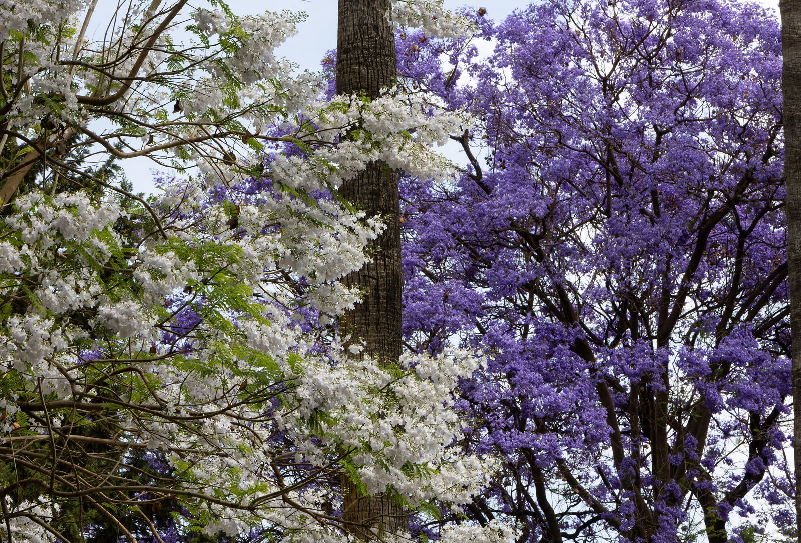Las jacarandas vuelven a teñir de morado Sevilla