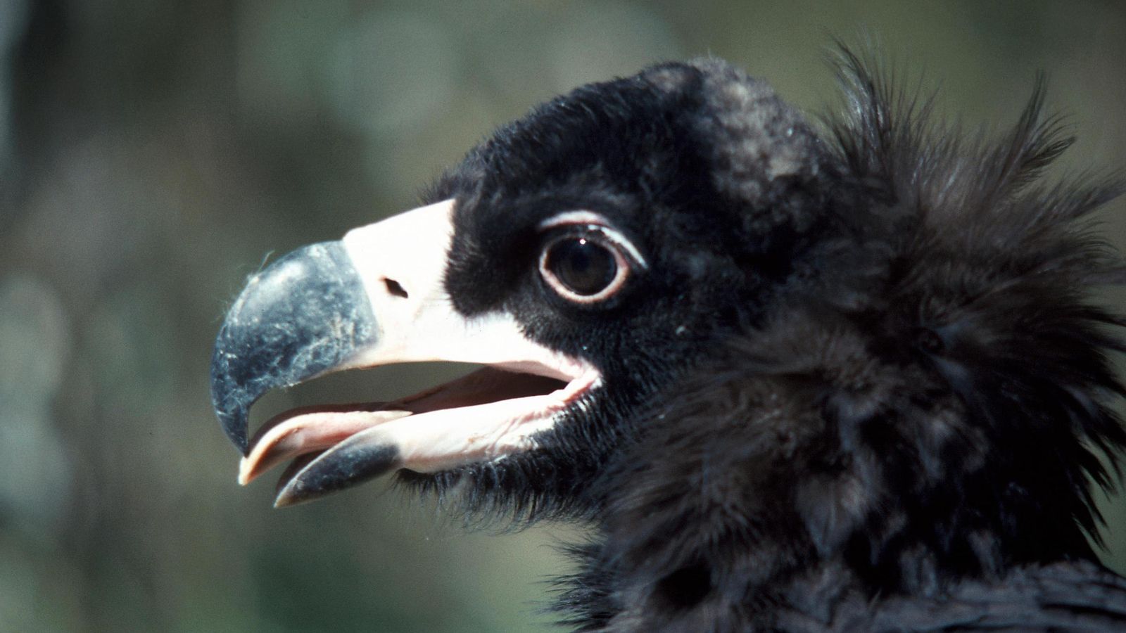 Buitre negro en el Paraje Natural Sierra Pelada y Rivera del Aserrador