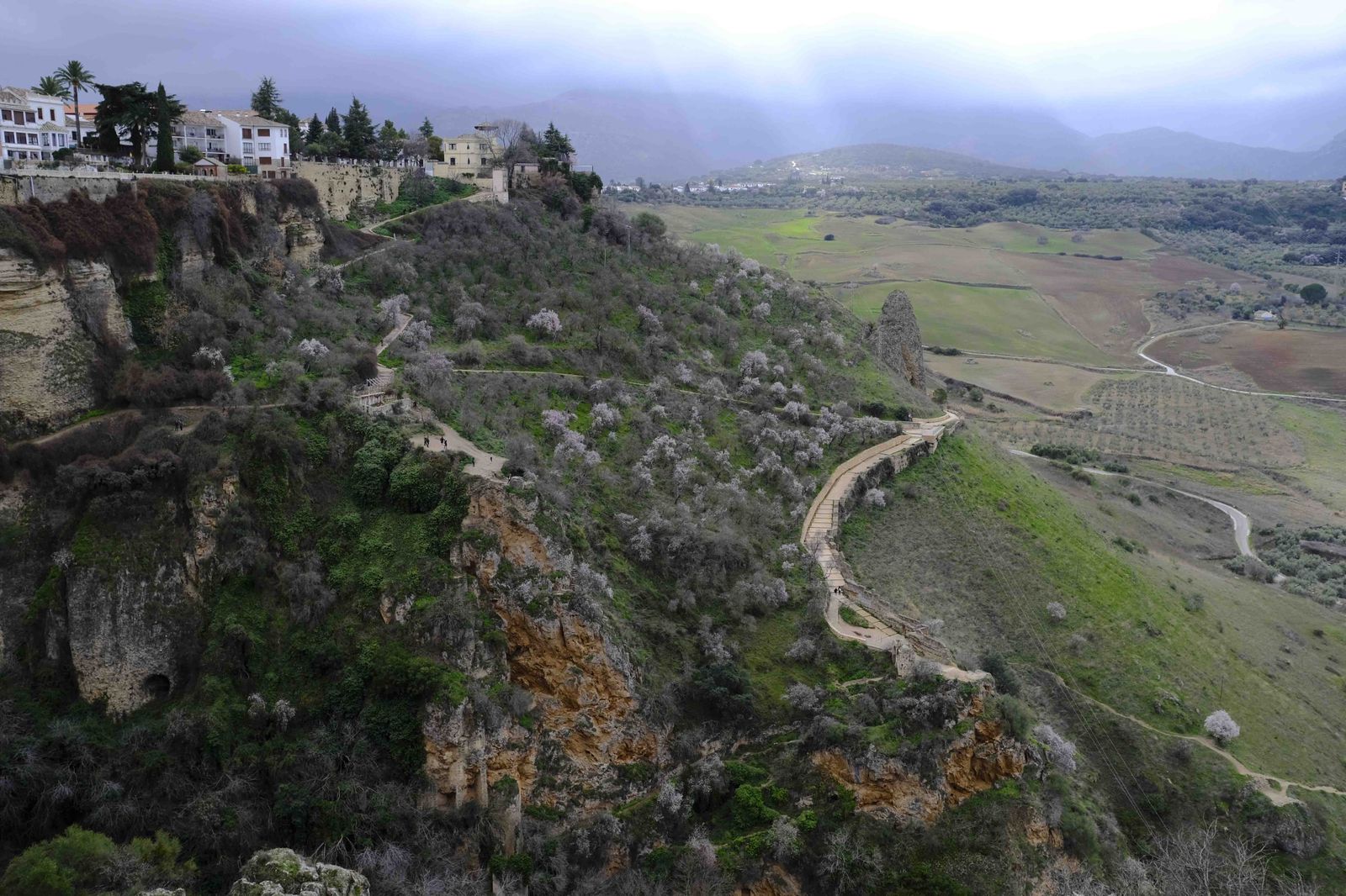 Así lucen los almendros del interior de Málaga en plena floración