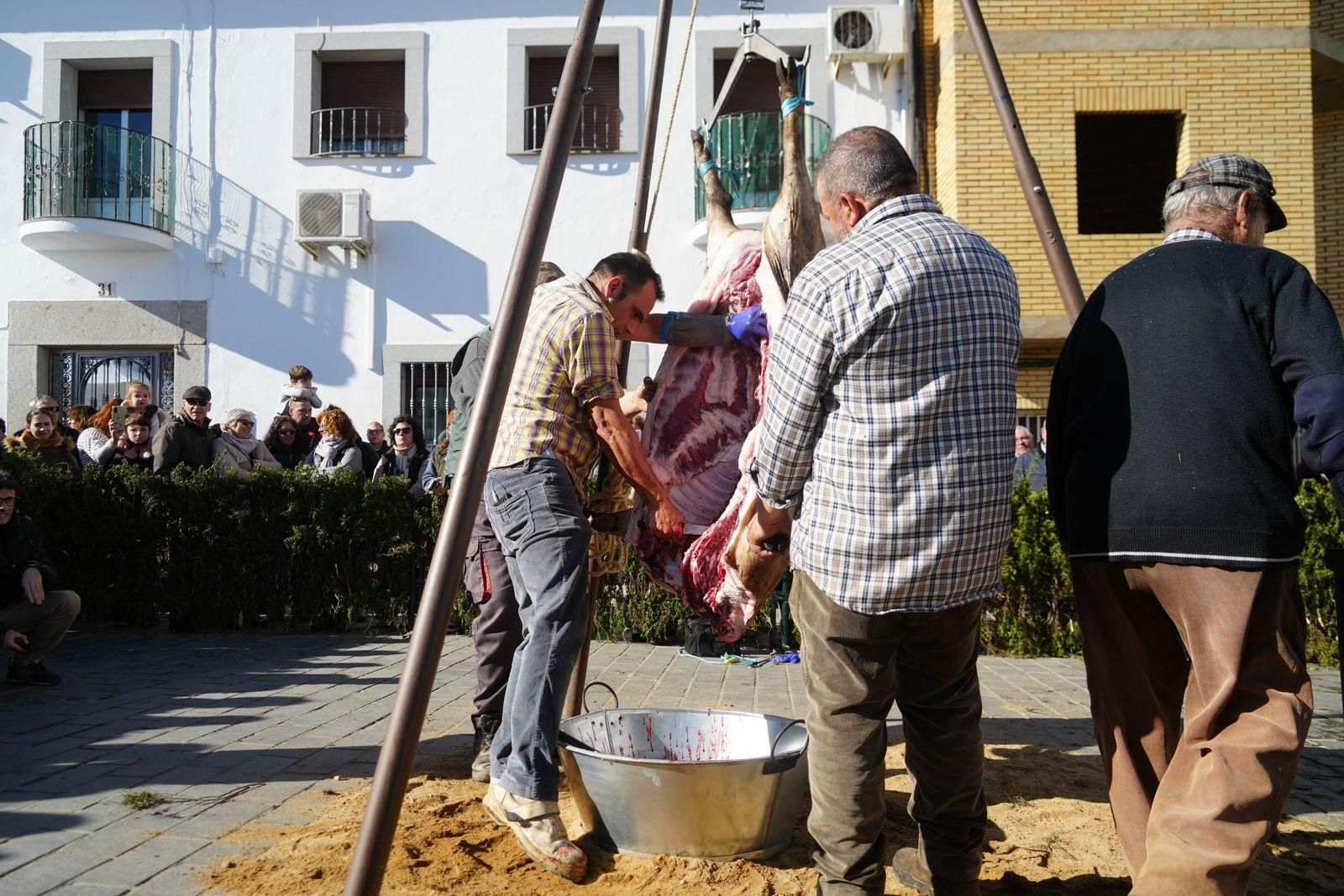 La XIX Fiesta de la Matanza de Alcaracejos, en imágenes La XIX Fiesta de la Matanza de Alcaracejos, en imágenes