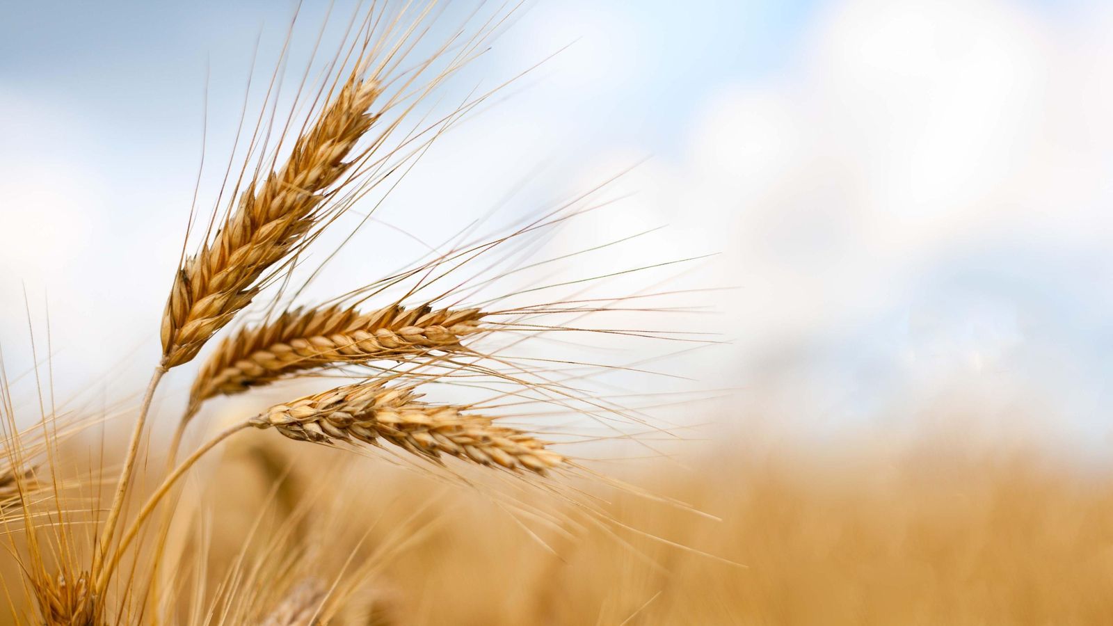 La merma de la producción de cereales ha dejado la recogida en poco más de 34.000 toneladas. La merma de la producción de cereales ha dejado la recogida en poco más de 34.000 toneladas.