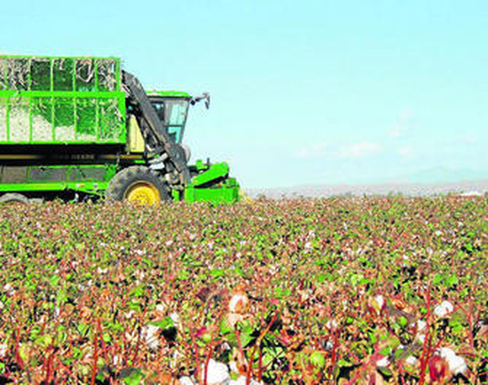 Una cosechadora de algodón , en plena campaña de recolección.