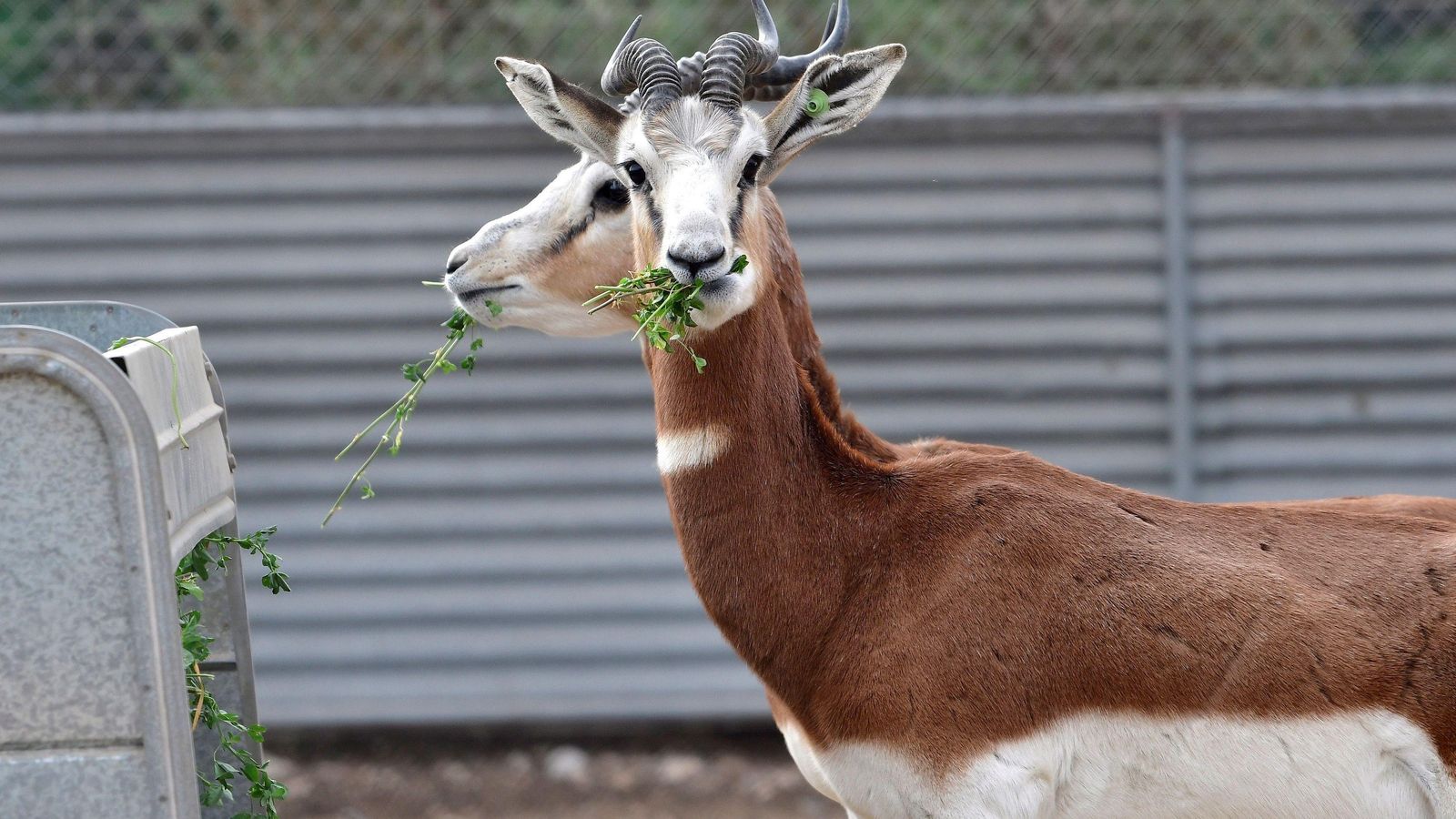 Las gacelas que evitaron la desaparición a los pies de la Alcazaba de Almería.