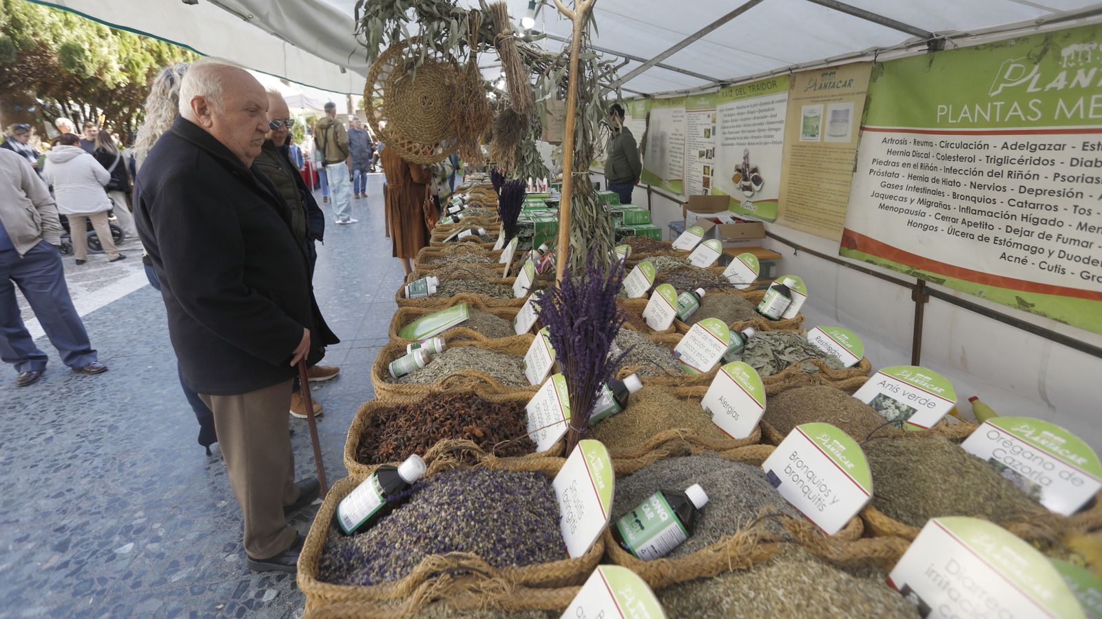 Fotos de la celebración del Día de Andalucía en La Línea