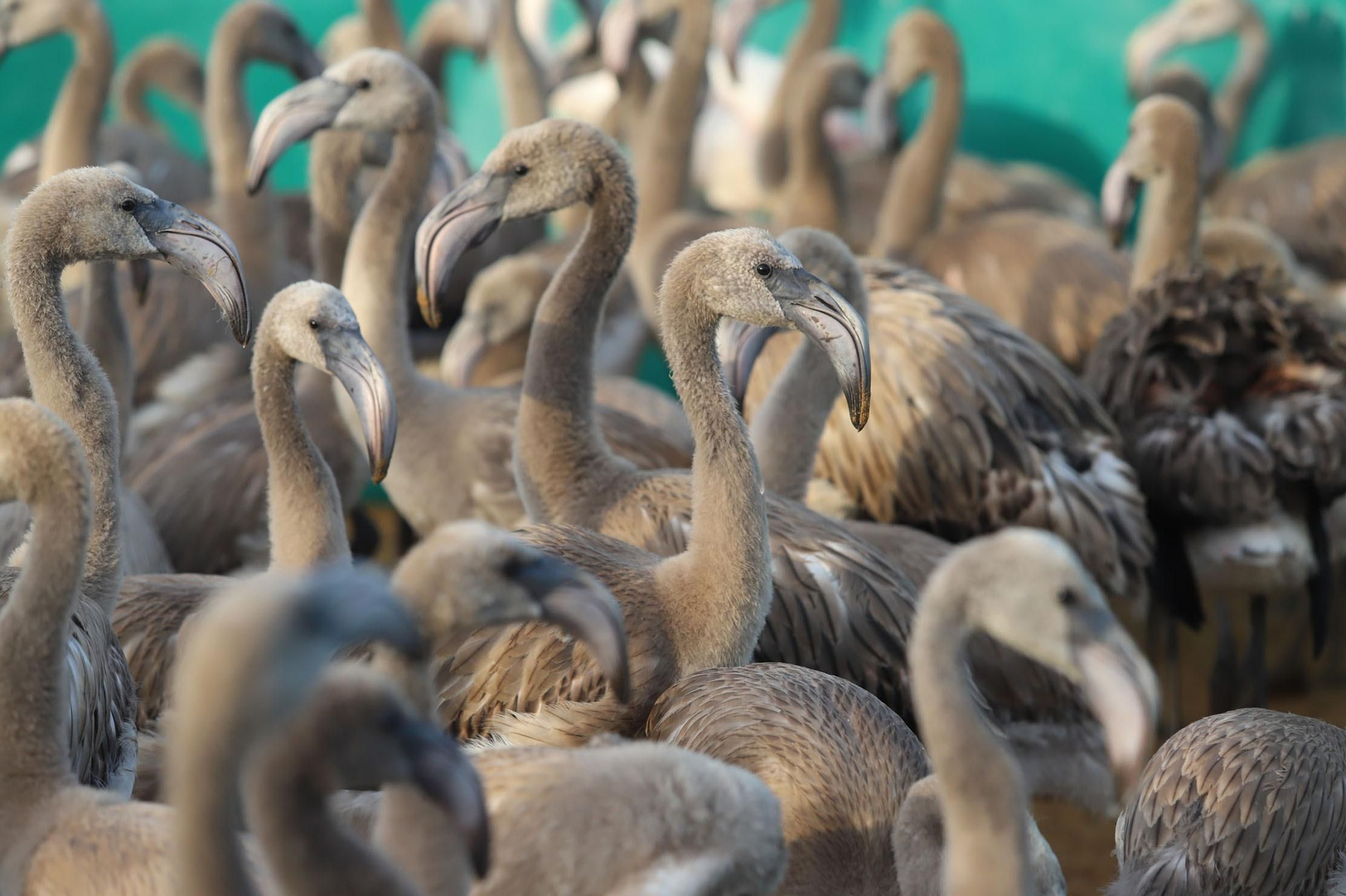 Imágenes del anillamiento de Flamencos en Marismas del Odiel