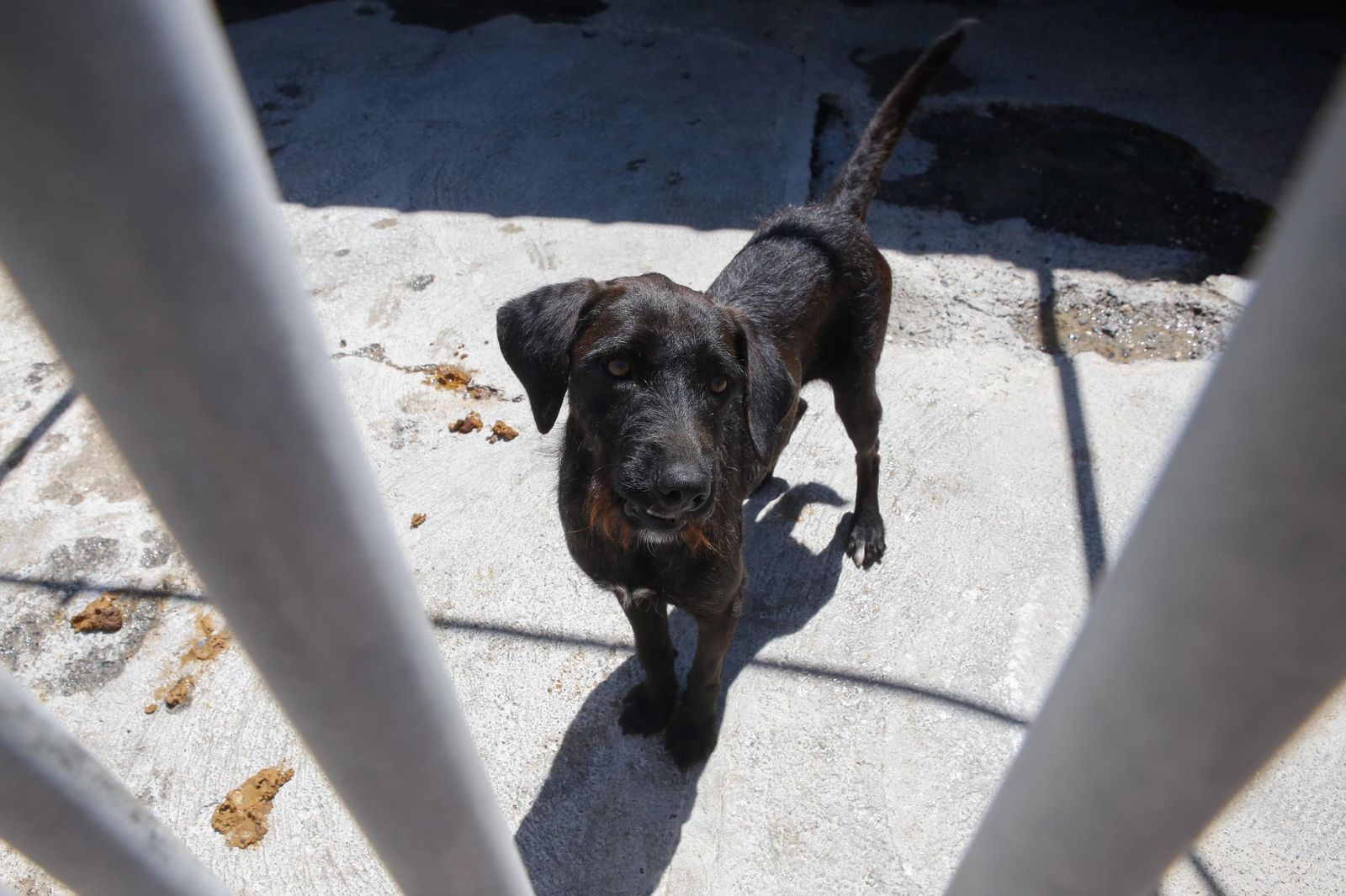 Las fotos de la protectora de animales de La Línea El gato andaluz