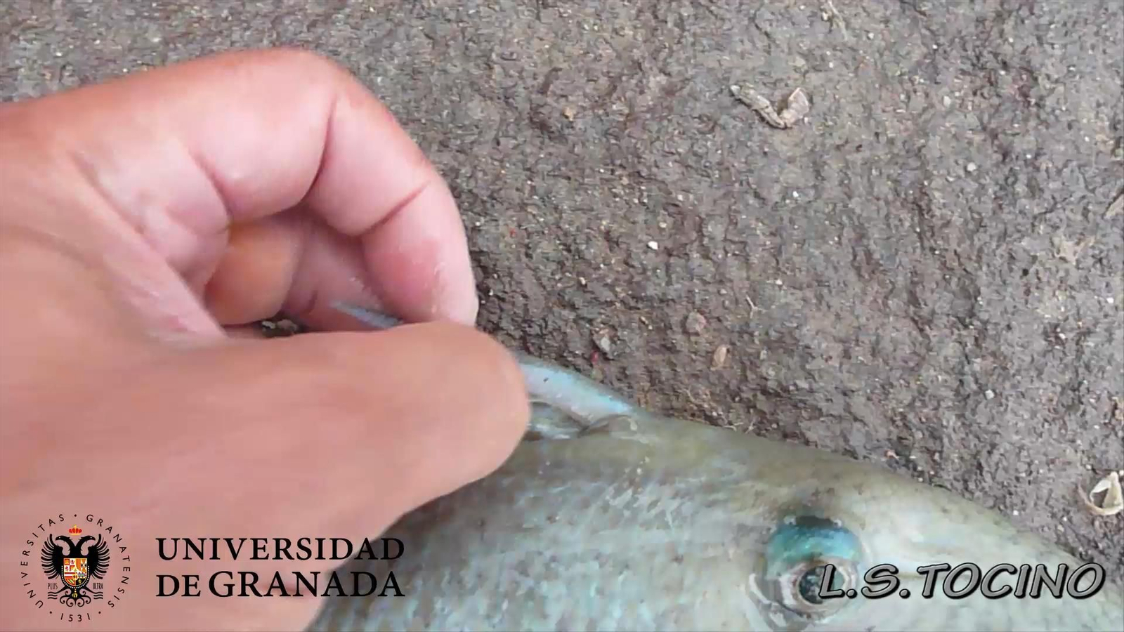 Mecanismo de funcionamiento del gatillo.