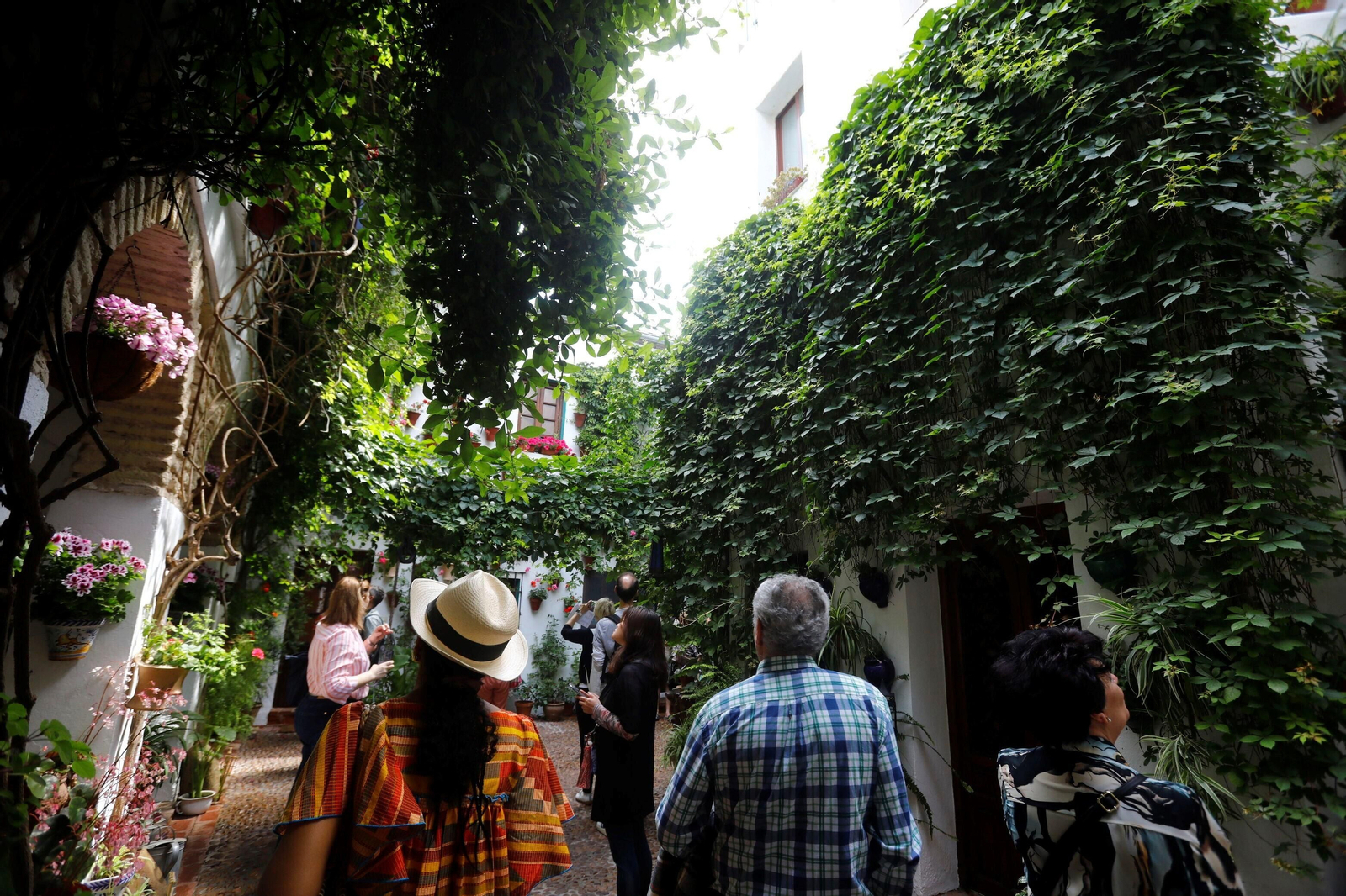 Los patios de Córdoba de la ruta Judería-San Francisco, en imágenes