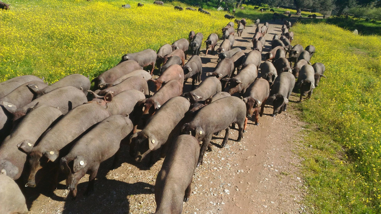 Fotos de la ruta circular de El Real de la Jara