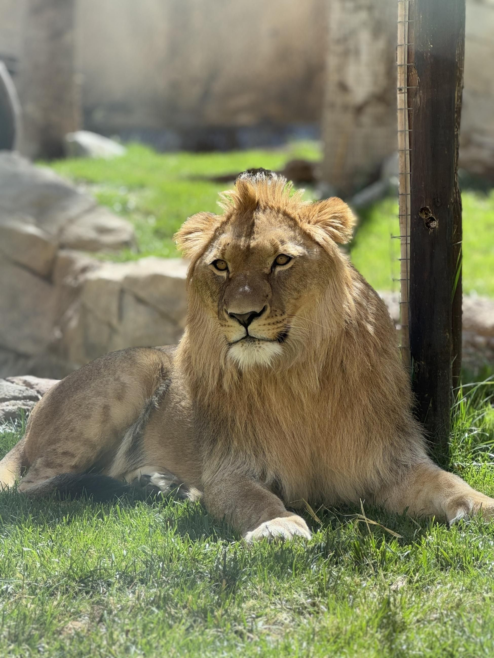 Así es Amaru, el león que ha sobrevido a una grave operación en Tabernas