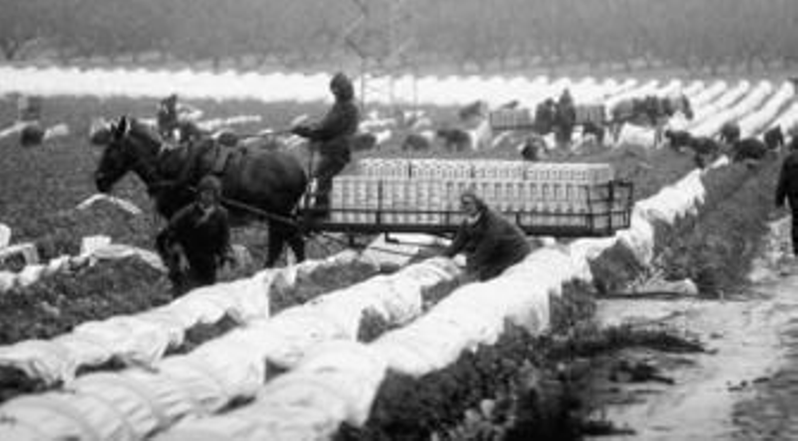 Los temporeros agrícolas trabajaron durante la jornada de ayer bajo la lluvia. Los temporeros agrícolas trabajaron durante la jornada de ayer bajo la lluvia.