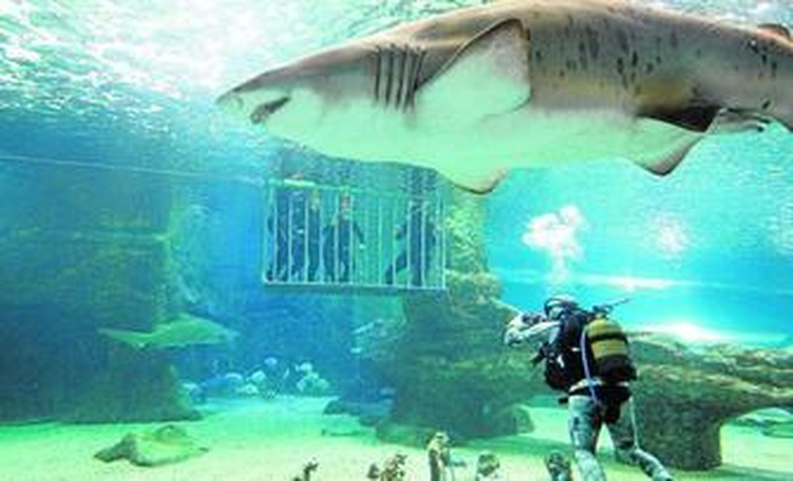 Desde principios de este año es posible realizar inmersiones en jaula en el tanque de los tiburones.