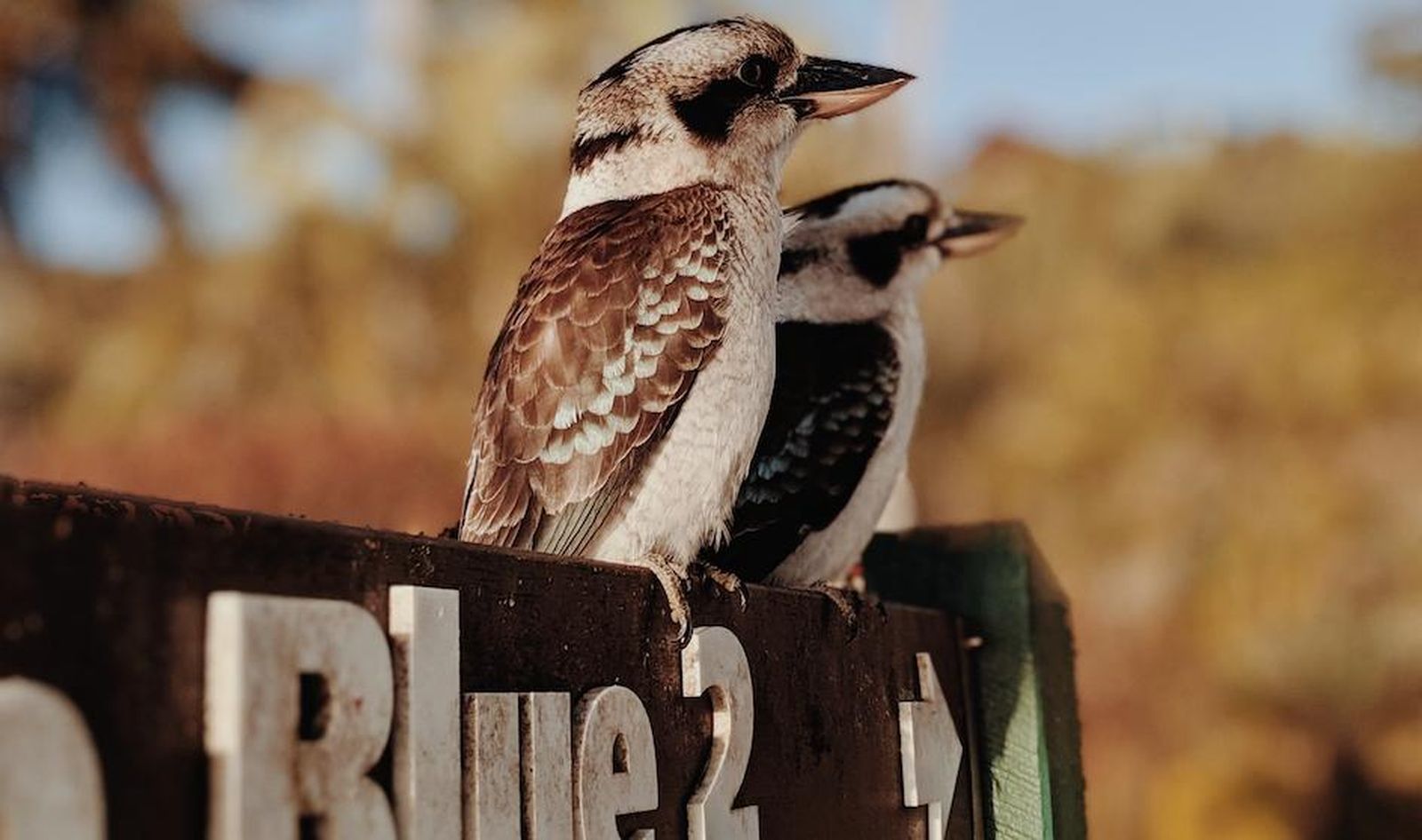 Aventura australiana: Estudiar y trabajar en Australia para impulsar tu carrera