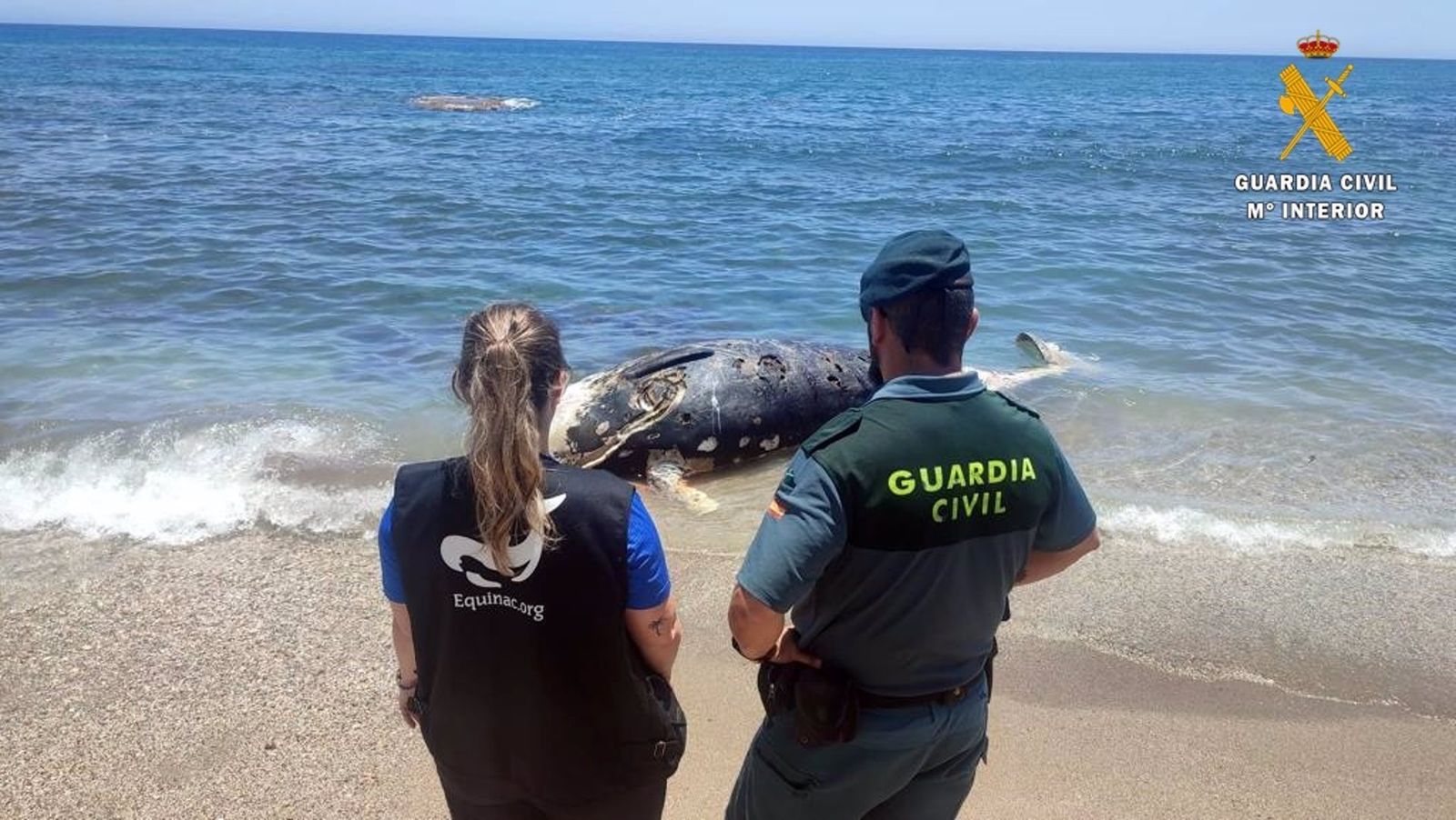 Imagen de archivo de un zifio de cuvier varado en la playa de Mojácar