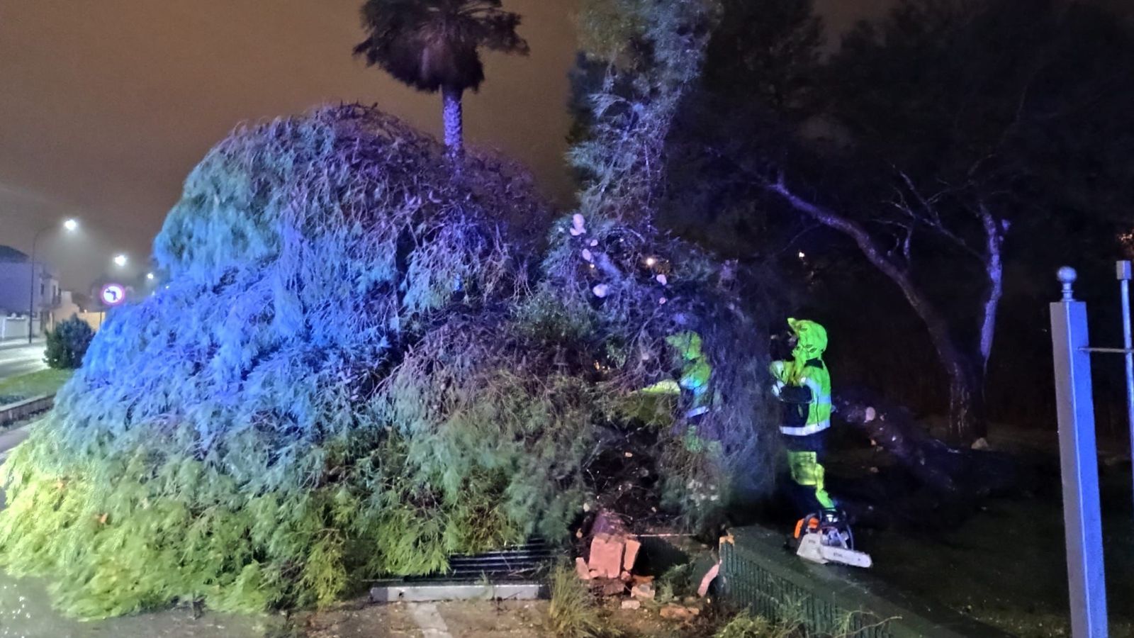 Caída de un árbol del Parque del Oeste sobre la avenida Pery Junquera, en San Fernando