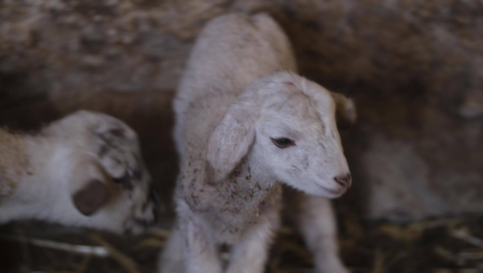 Fotogalería de la ganadería tradicional de Vélez Rubio, las imágenes más tiernas de los corderos recién nacidos