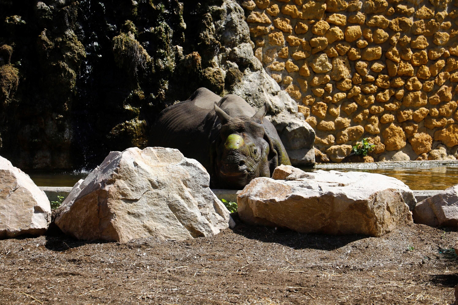 Así es Manas, el rinoceronte indio del Zoo de Córdoba