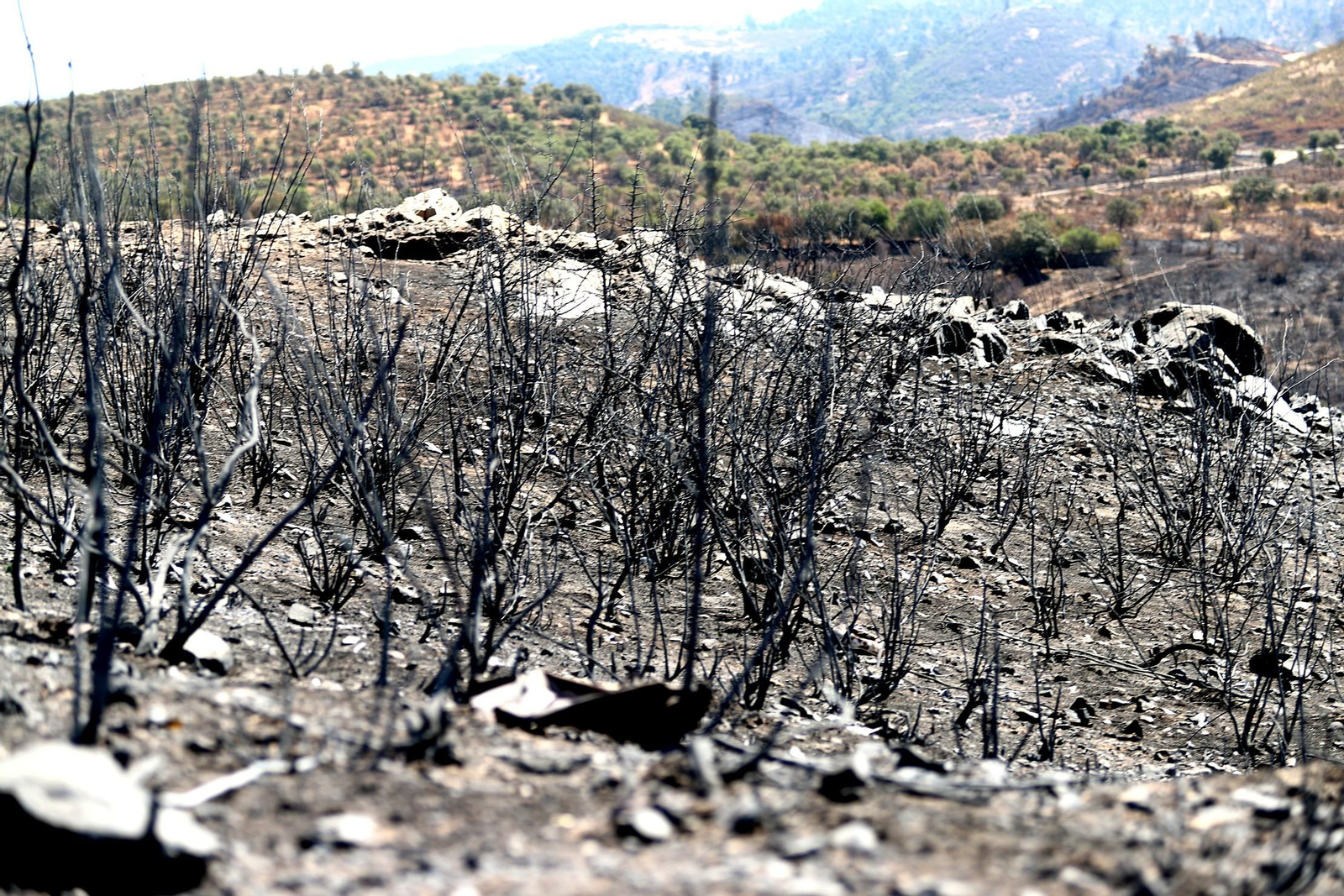 Imágenes de las zonas devastadas por el incendio de Almonaster la Real