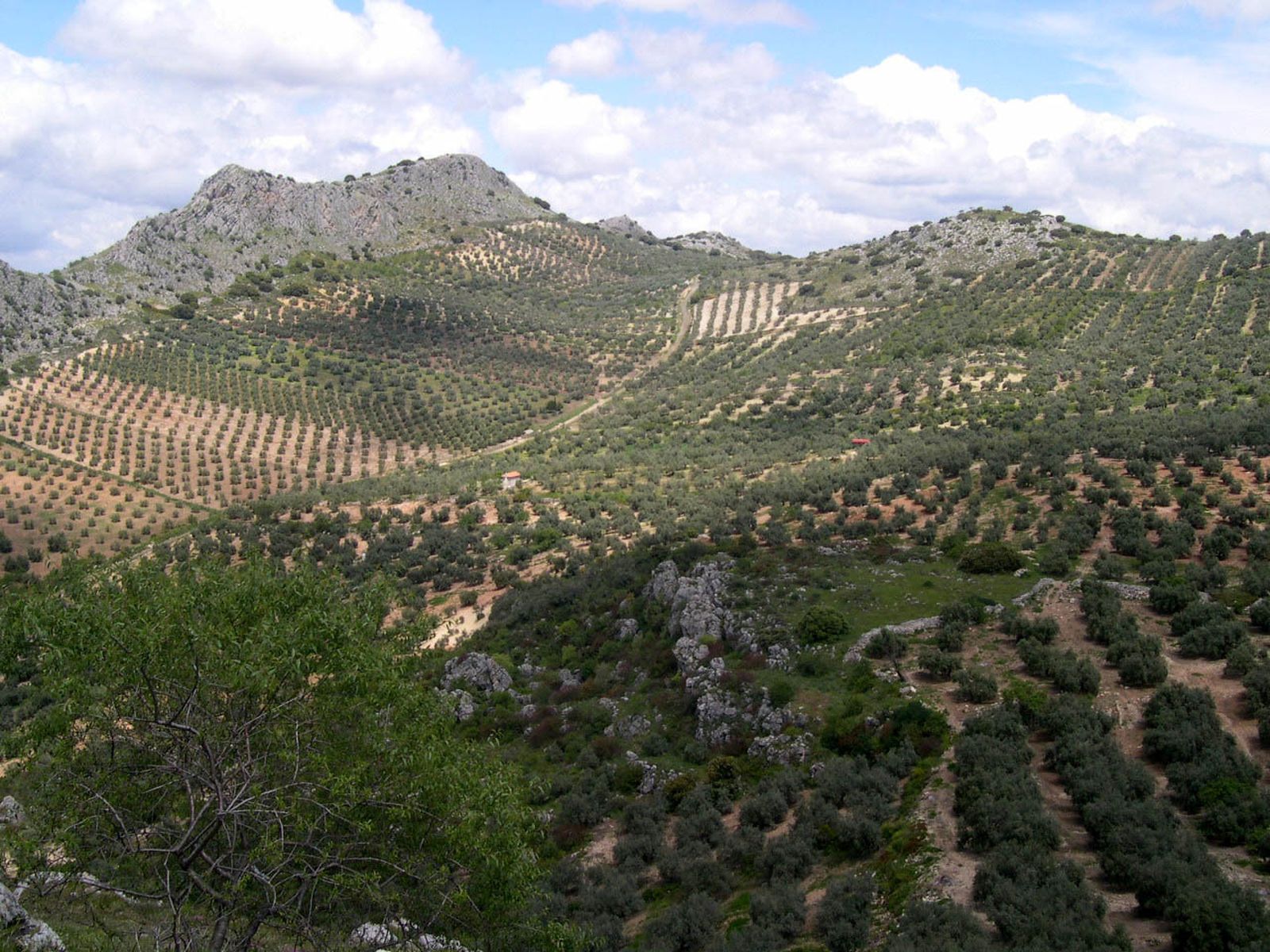 El olivo forma parte del paisaje andaluz, y su polen es la primera causa de alergia en la región.
