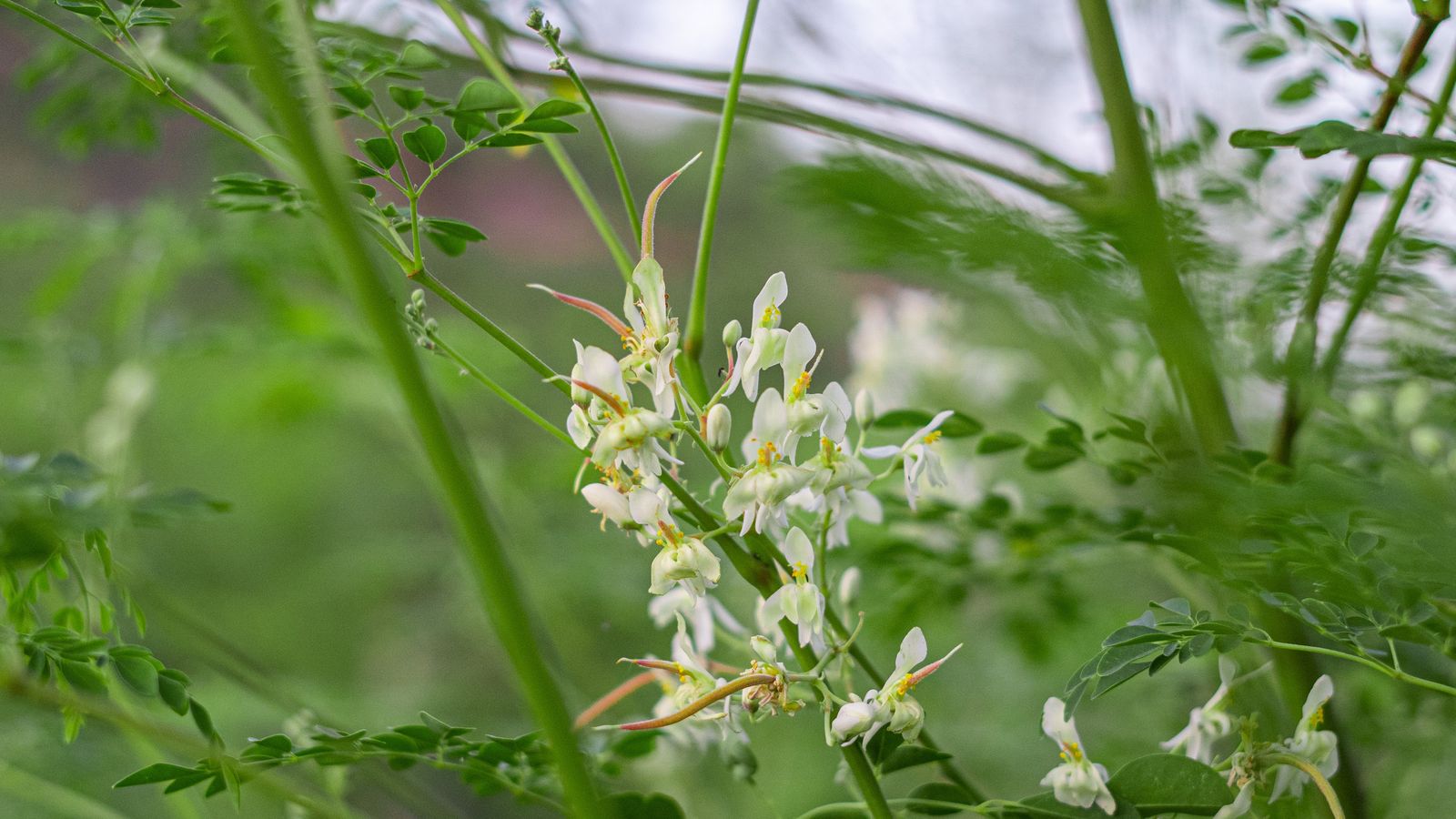 Flor de moringa en los cultivos de `Moringa Spain´