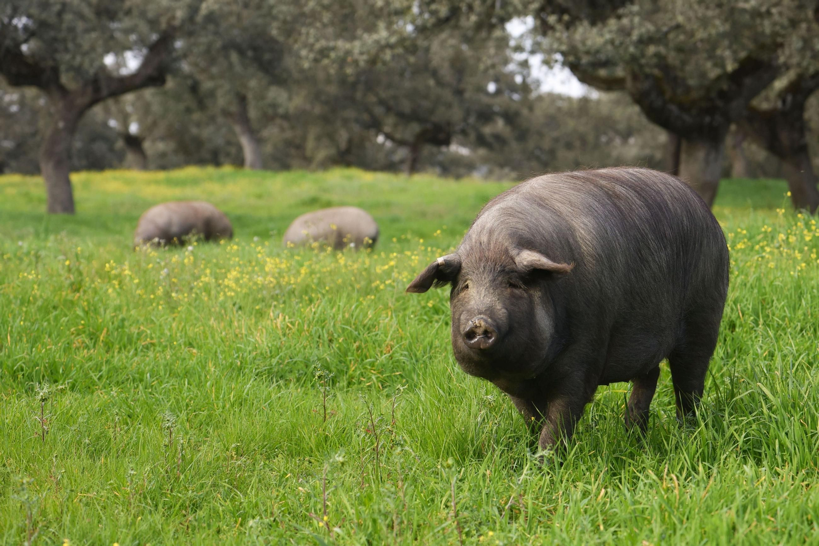 Cerdos ibéricos de Los Pedroches.