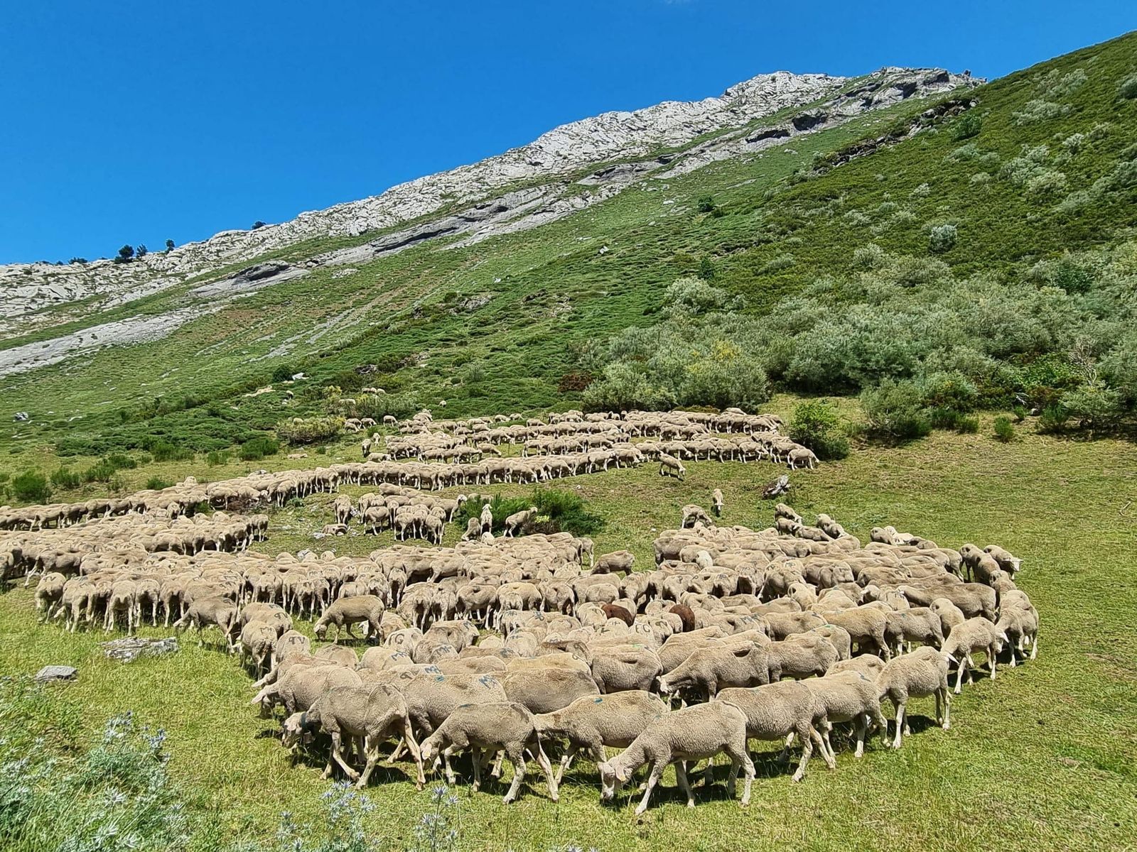 Asaja-Huelva pide a la Junta que agilice la Orden que regula la alimentación convencional en ganadería ecológica