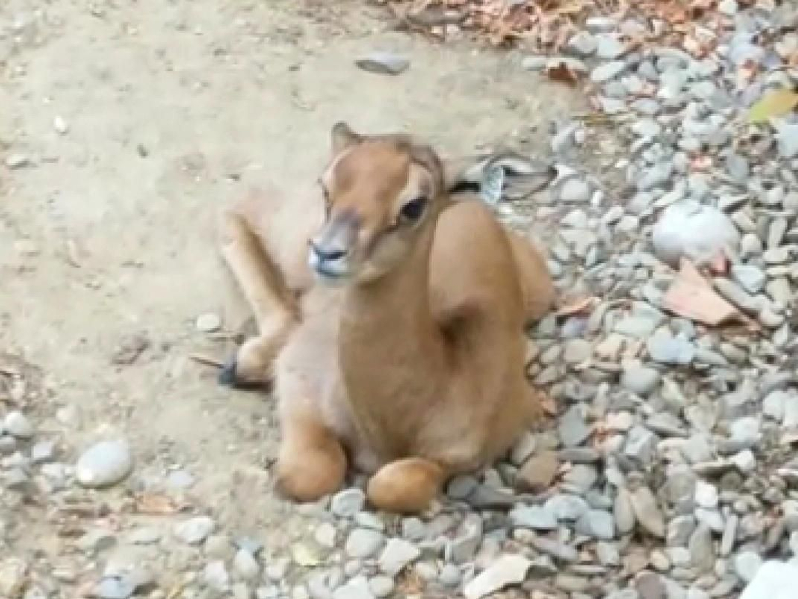 La gacela Mhorr en el Zoobotánico