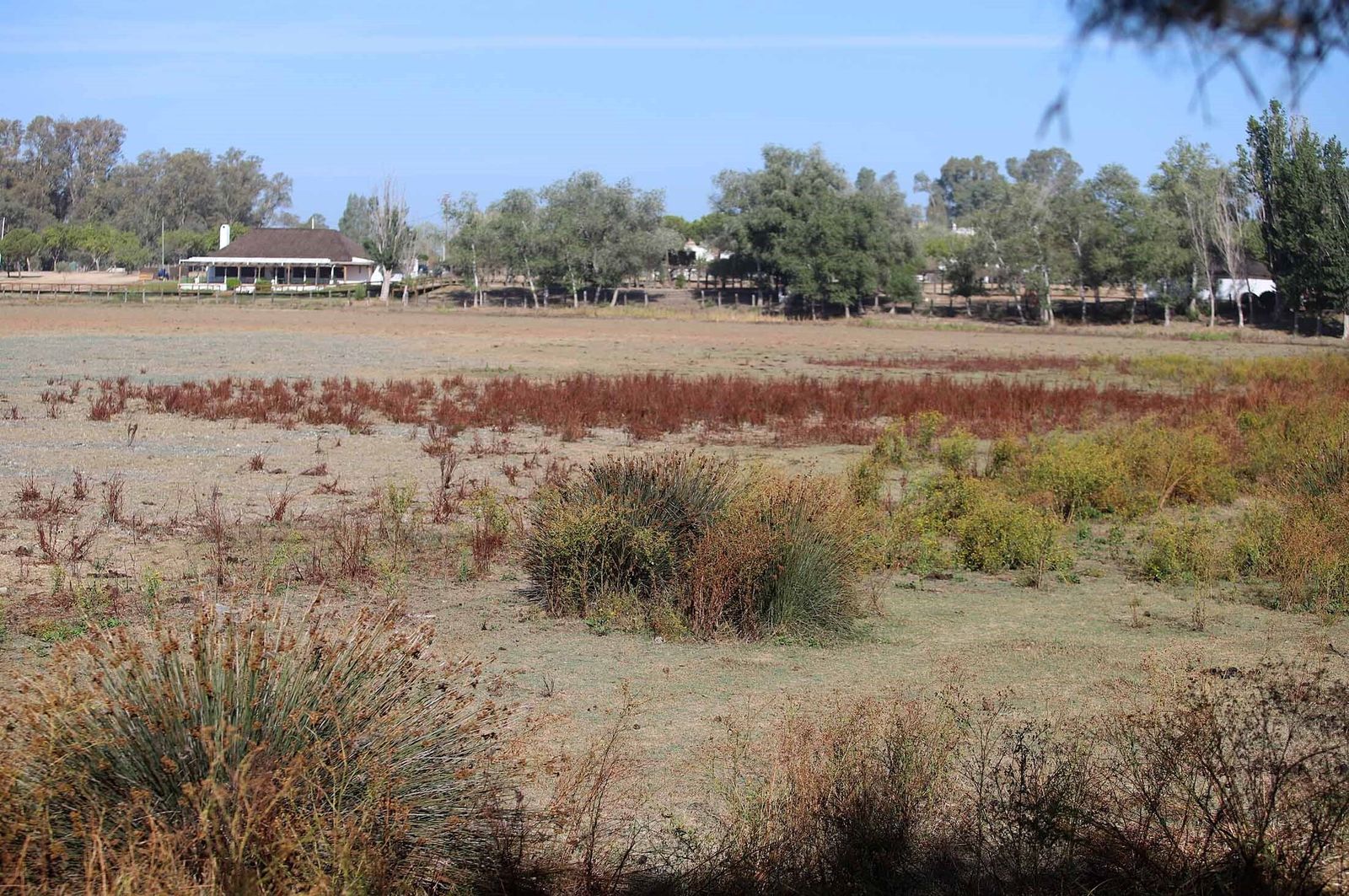 La marisma junto a la ermita de El Rocío seca, en imágenes